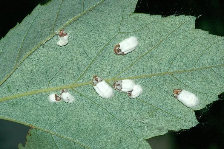 Green leaf with multiple small white caterpillars, some with brown markings near their heads.
