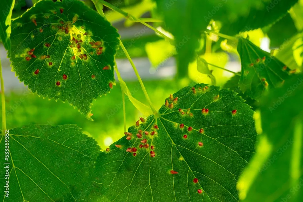 Close-up of grapevine leaves with numerous small red pest insects on them.