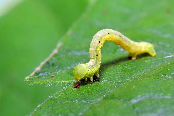 Close-up of a green caterpillar on a green leaf.