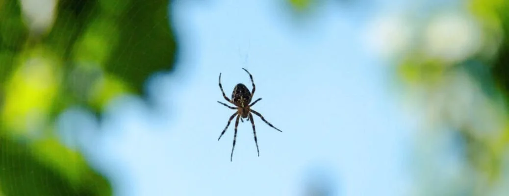 Close-up of a spider hanging in its web, with blurred green leaves and blue sky in the background.