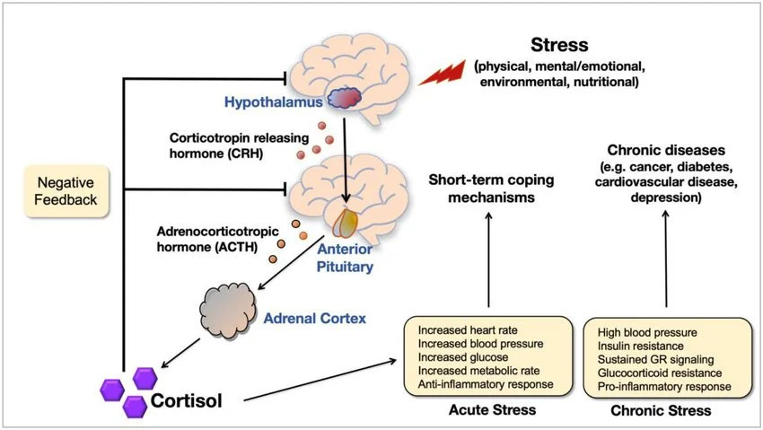 Woods-Burnham et al. Cancer Health Disparities. 2020 ; 4.