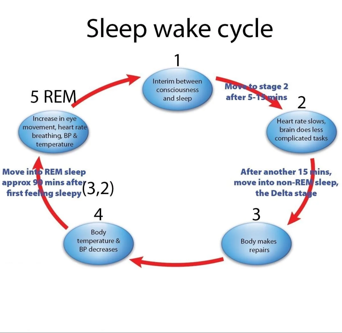 https://goodngreat.com/wp-content/uploads/2020/01REM-NREM-Sleep-Wake-Cycle