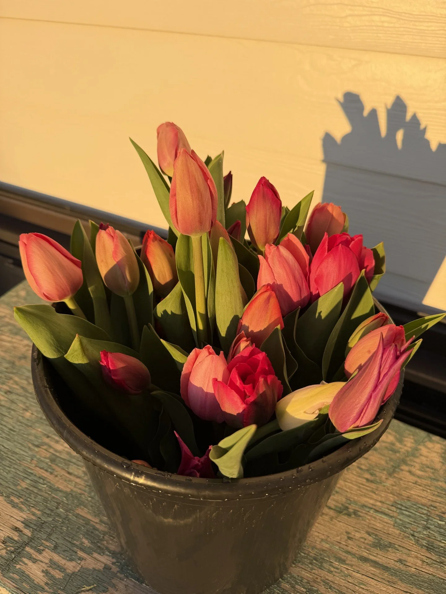 Tulip Bouquet 2.jpg (Copy) (Copy)