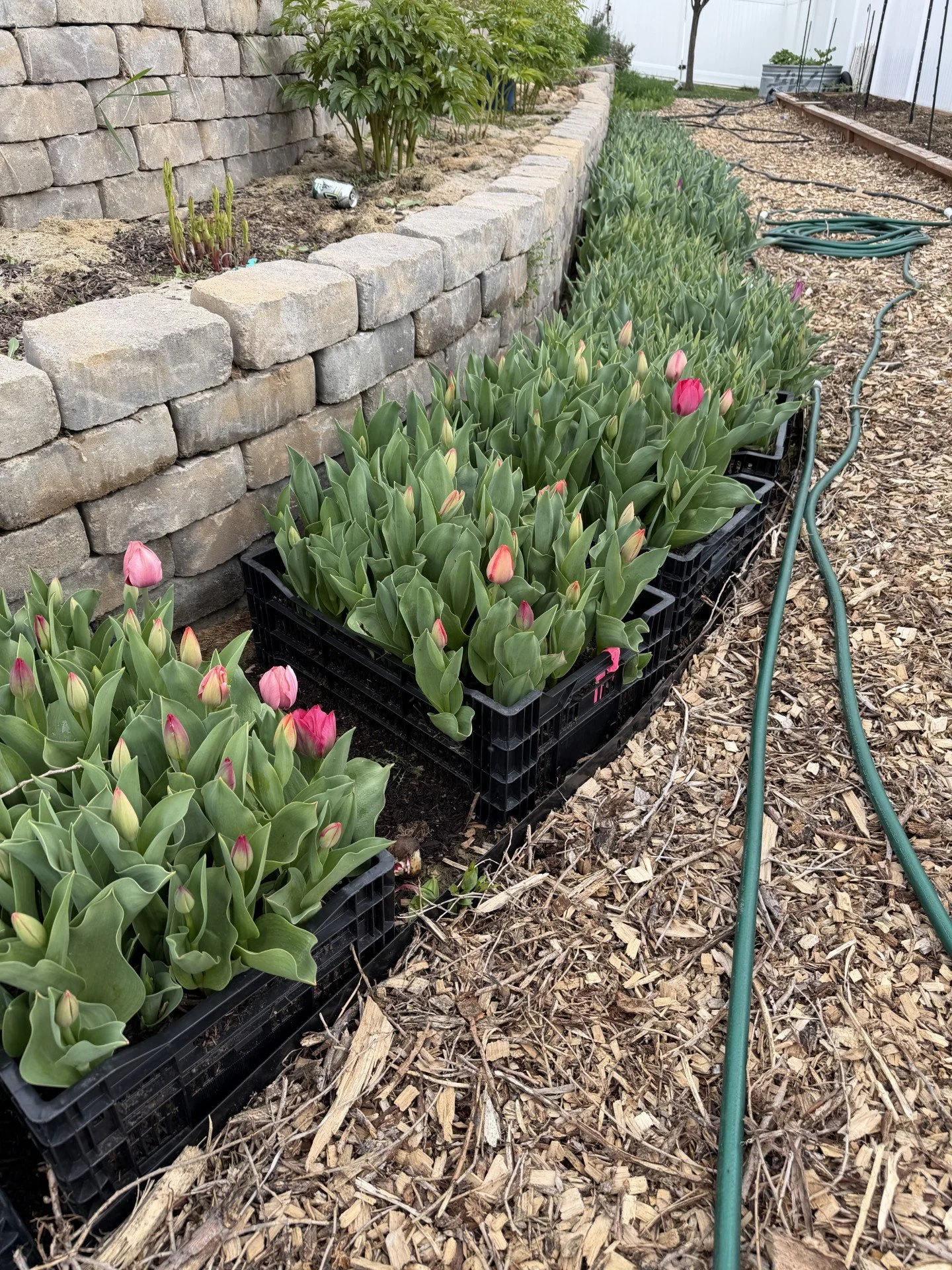 Tulip Bouquet 3.jpg (Copy) (Copy)