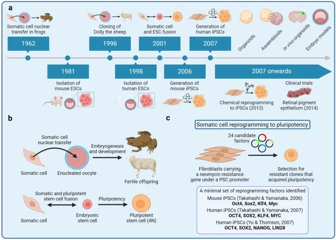 Volare Study delivers first patient-derived iPSC lines