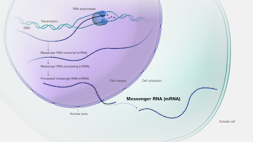Understanding the function of MEF2C in the cell