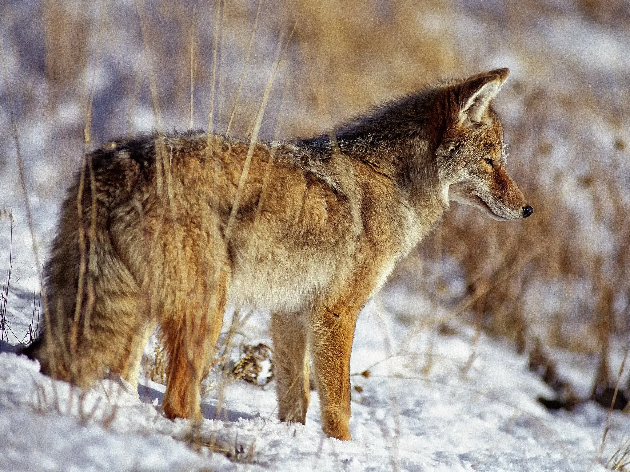 Coyote1_2048x1536.jpg