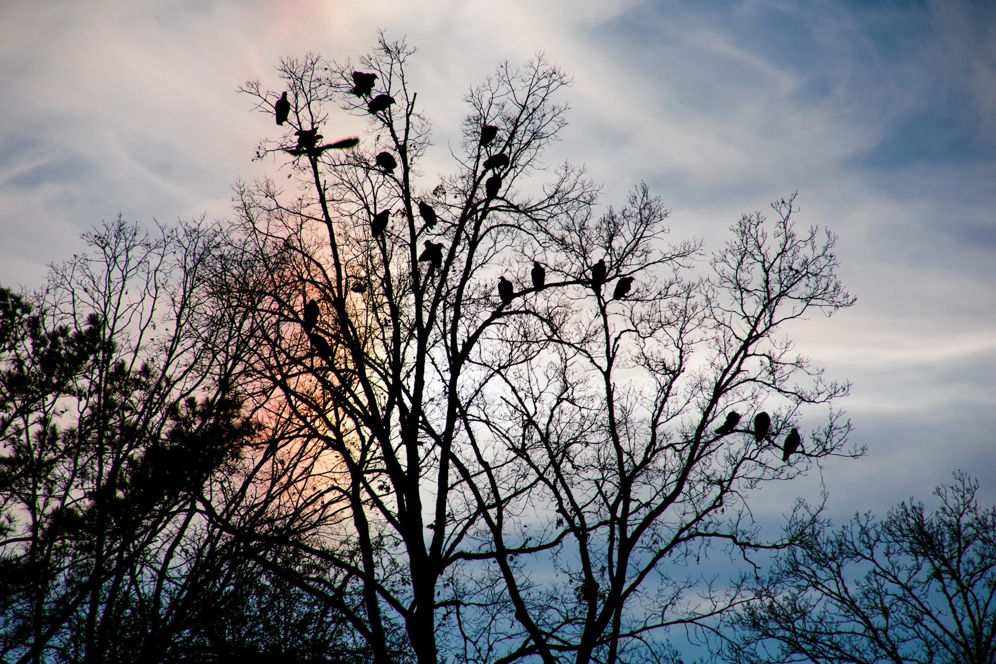 A leafless tree with multiple birds perched on its branches against a colorful sky with pink, blue, and gray hues.