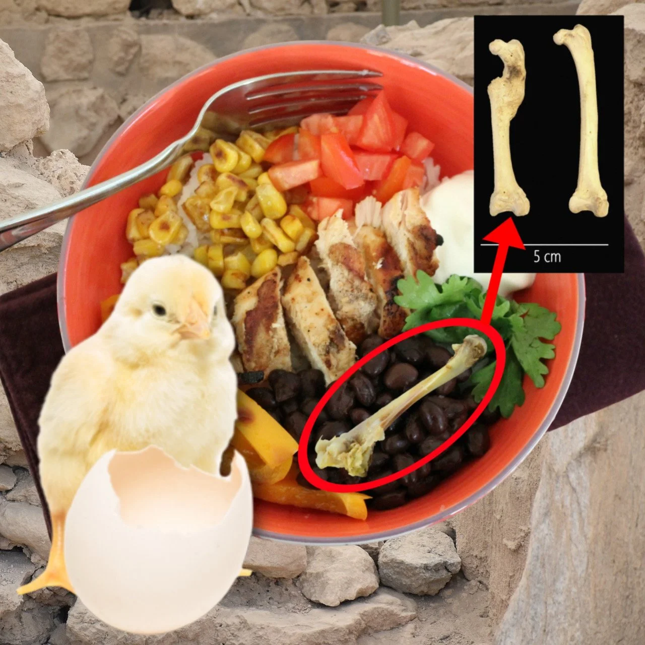 Random Bone Found in Marciano Burrito Bowl Dates Back 252 Million Years, Proves Chicken Came Before the Egg