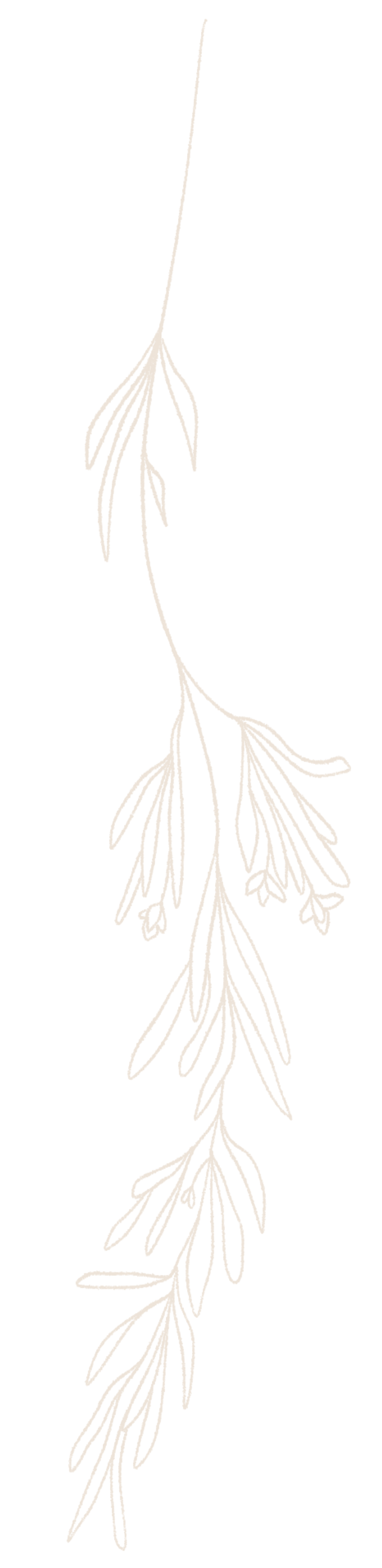 Black and white line drawing of a hanging sprig of rosemary with needle-like leaves.