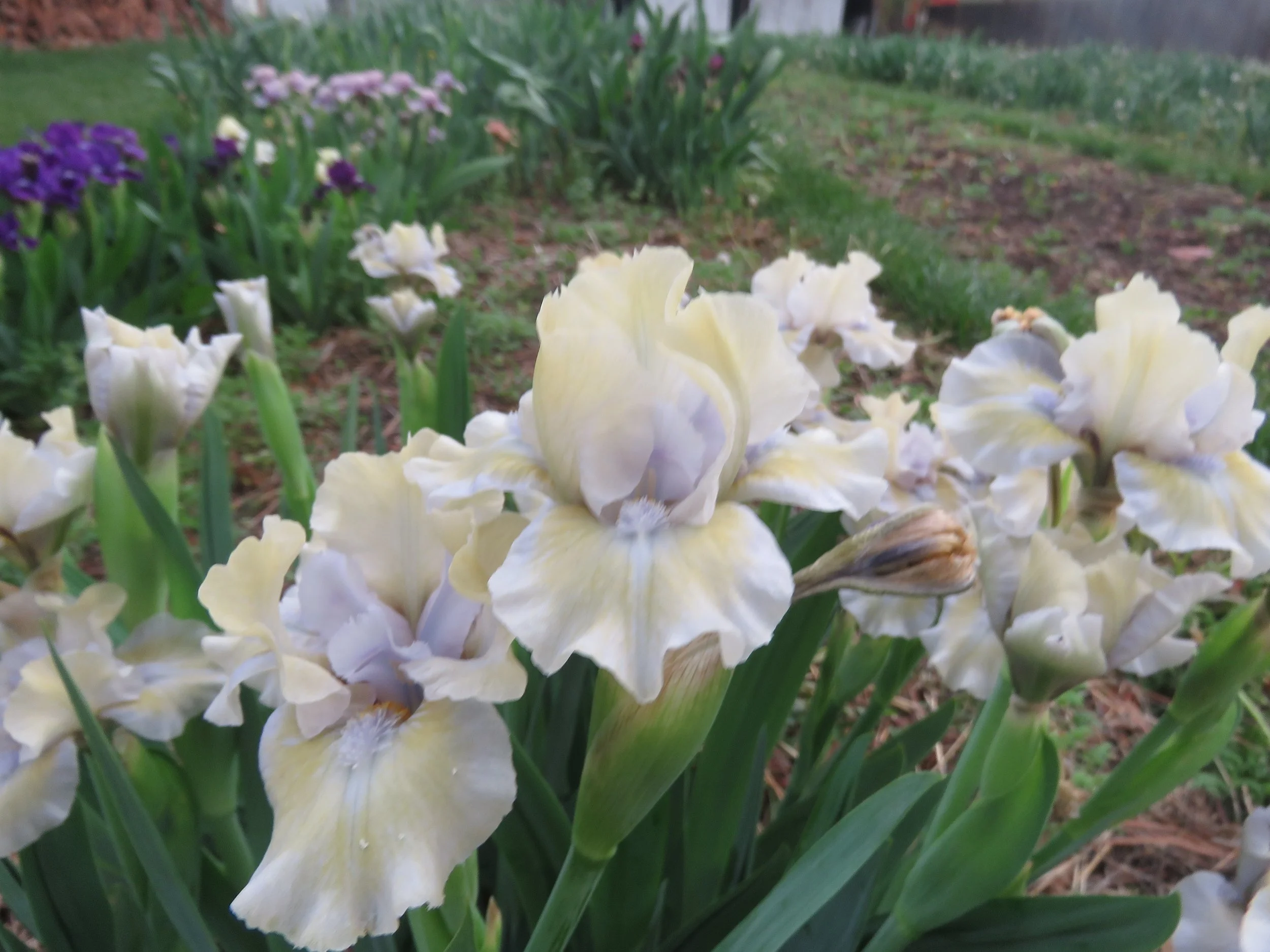 Store 2 Prairie Sky Iris