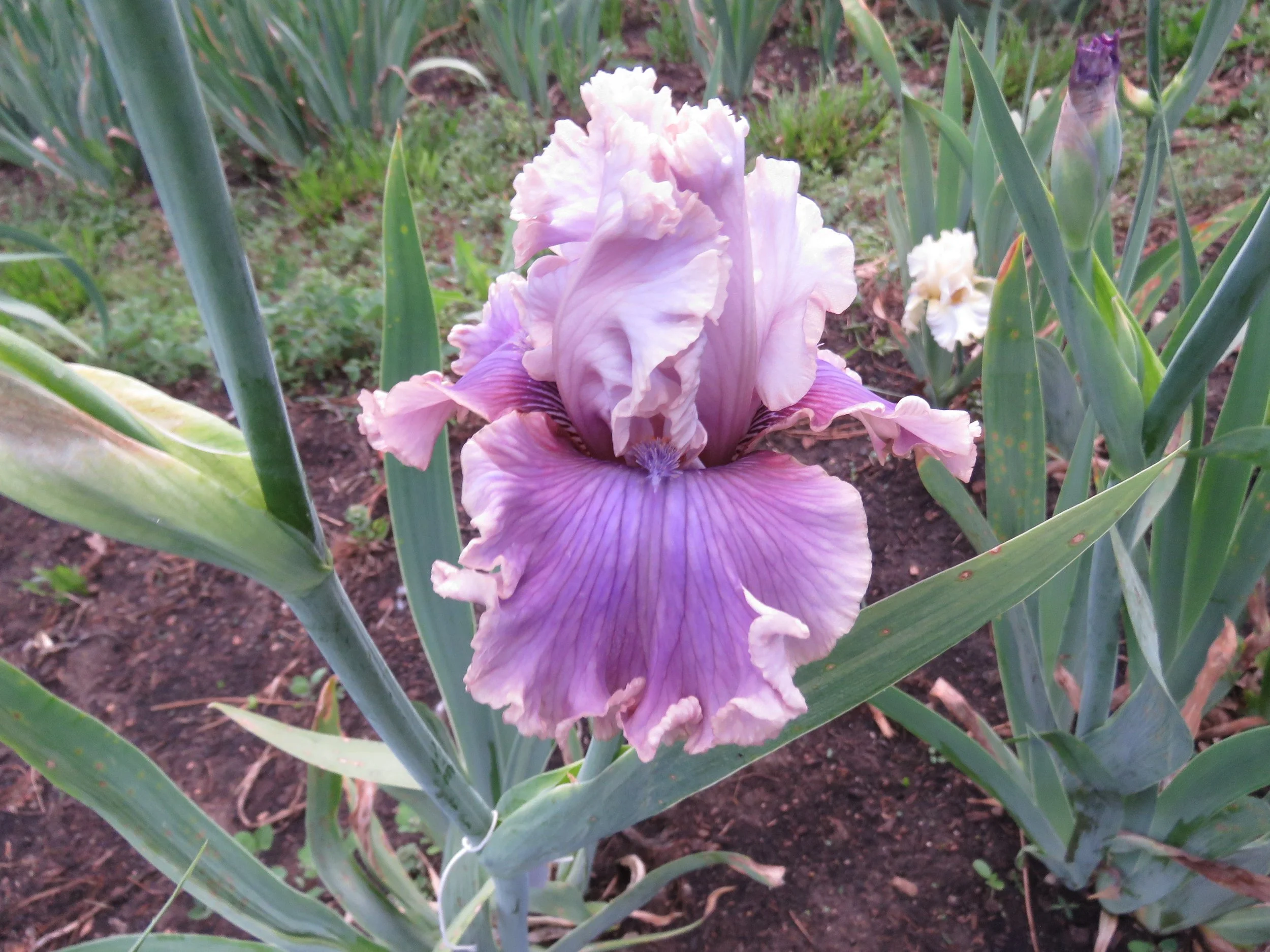 Written in the Stars