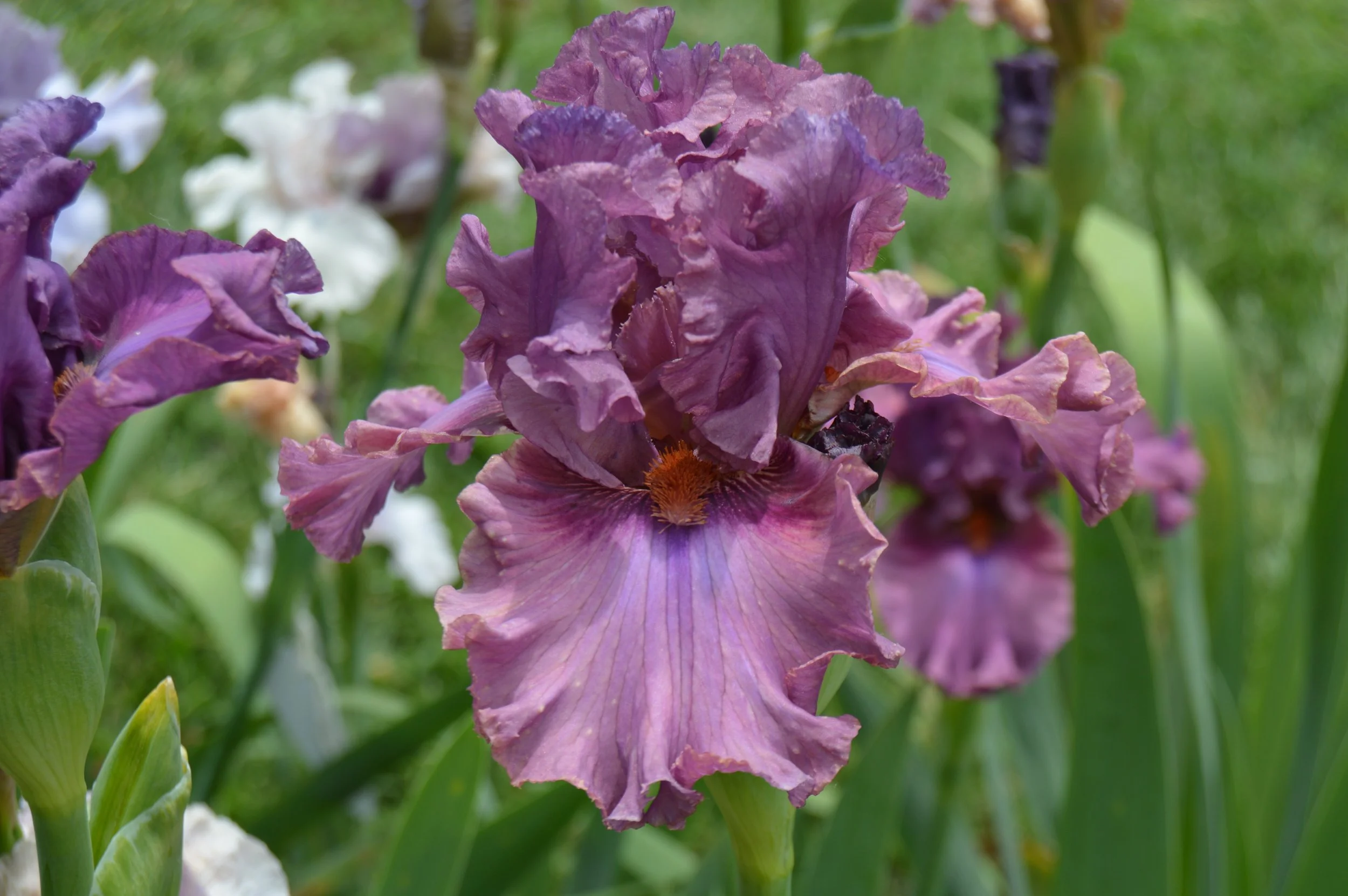Asian Plum 22c.JPG