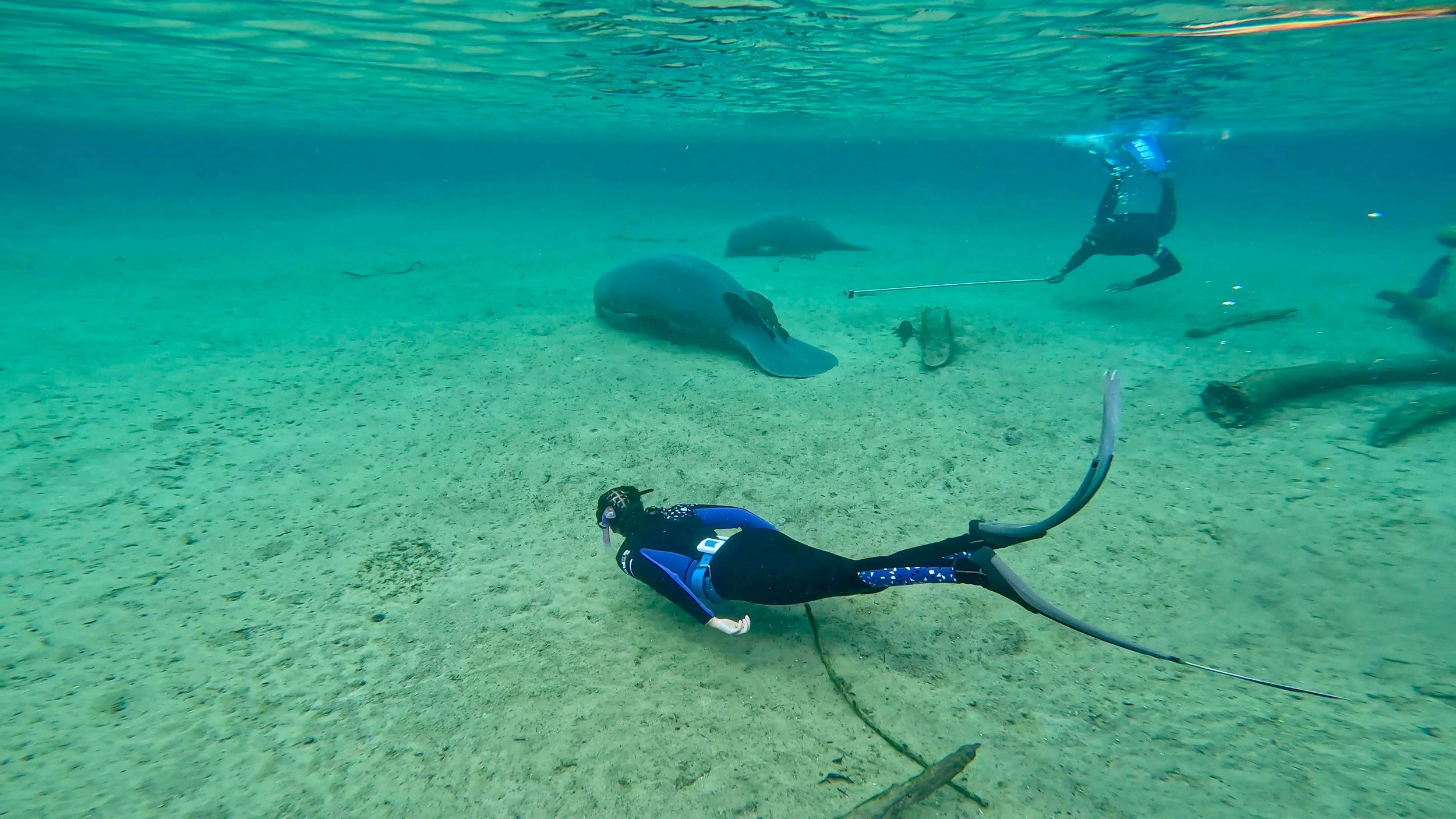 manatees.jpg