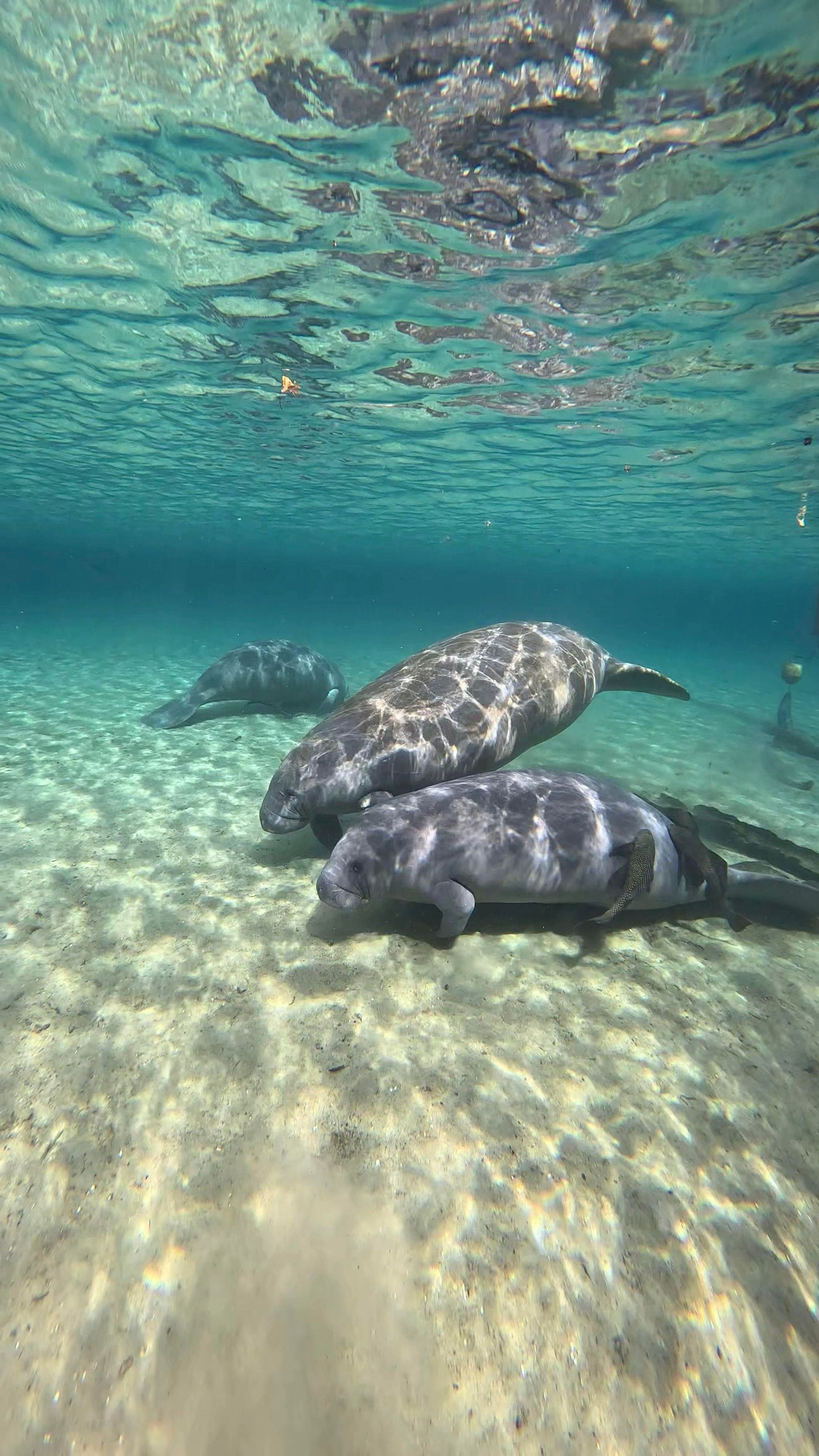 manatee.jpg