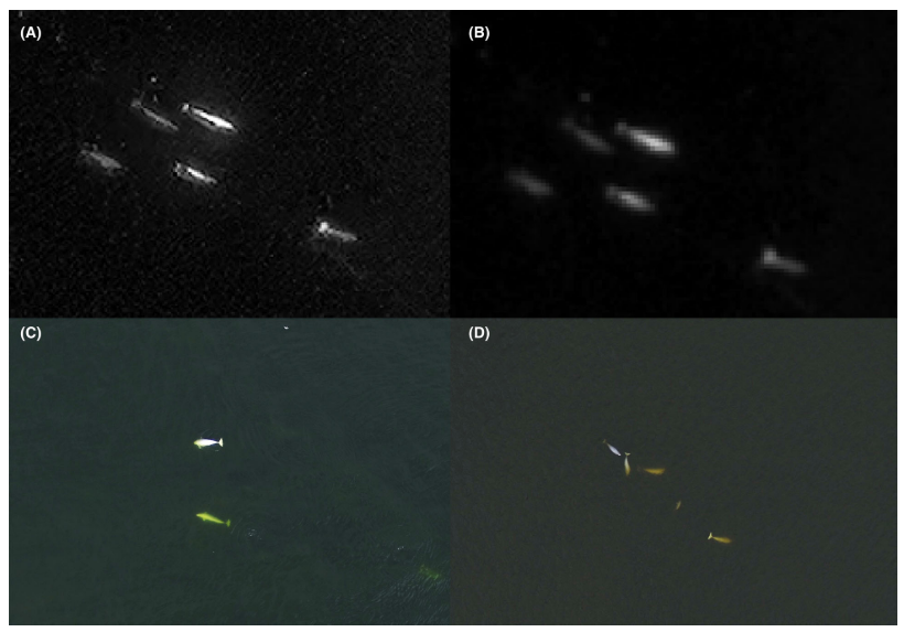 Adaptation as Tradition