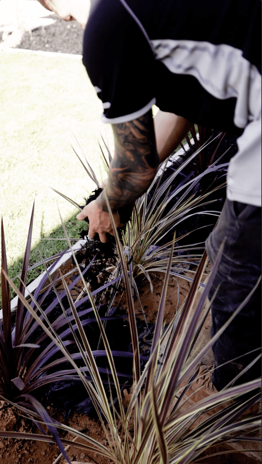 Installing-Mulch-Adelaide.png