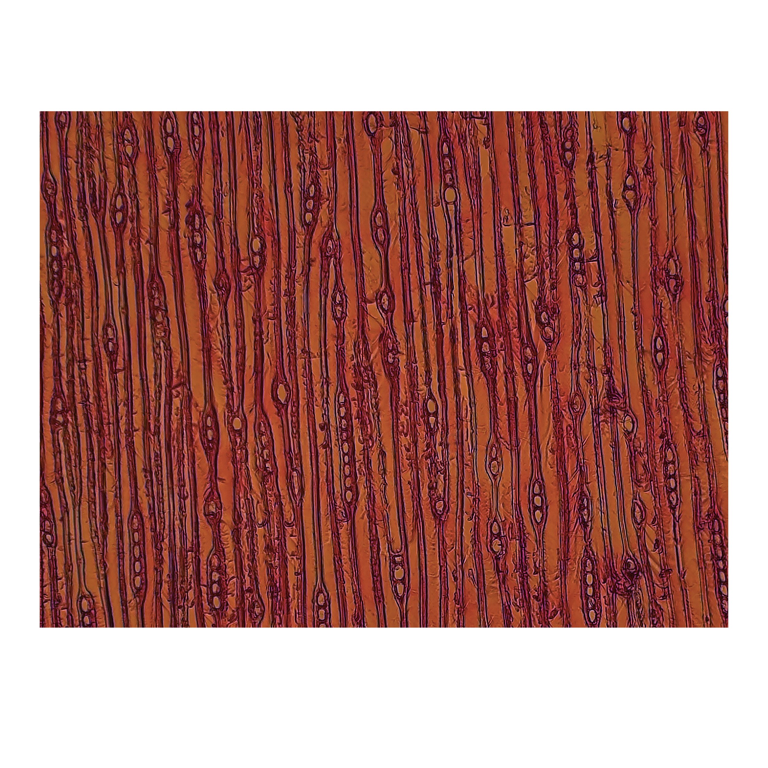 Yellow pine 1