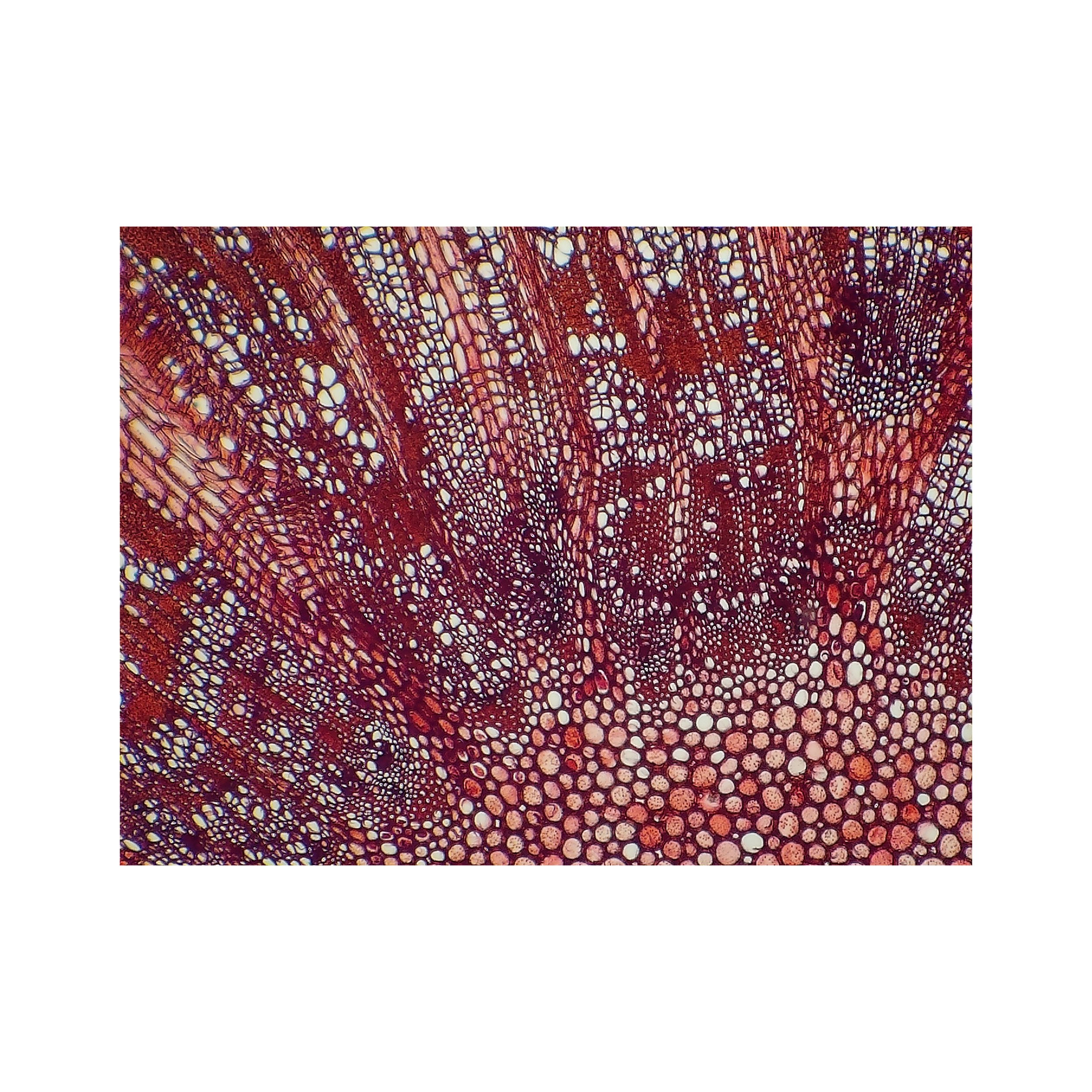 Lancewood 2