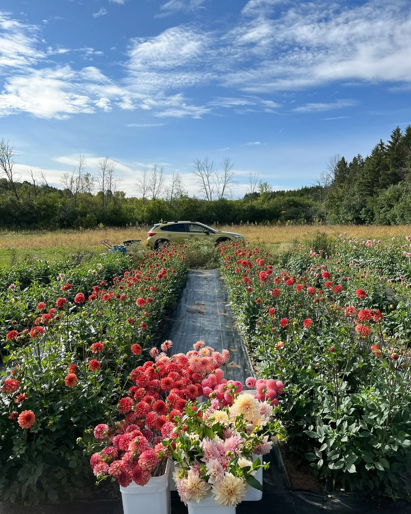 Connor&rsquo;s Dahlia Planting Tips: 

🌱Pick a sunny spot in your garden that gets full sun (at least 6-8 hours of direct sunlight) 

🌱Wait to plant until after your last frost date and then wait a little longer for your soil to be 60 degrees (pati