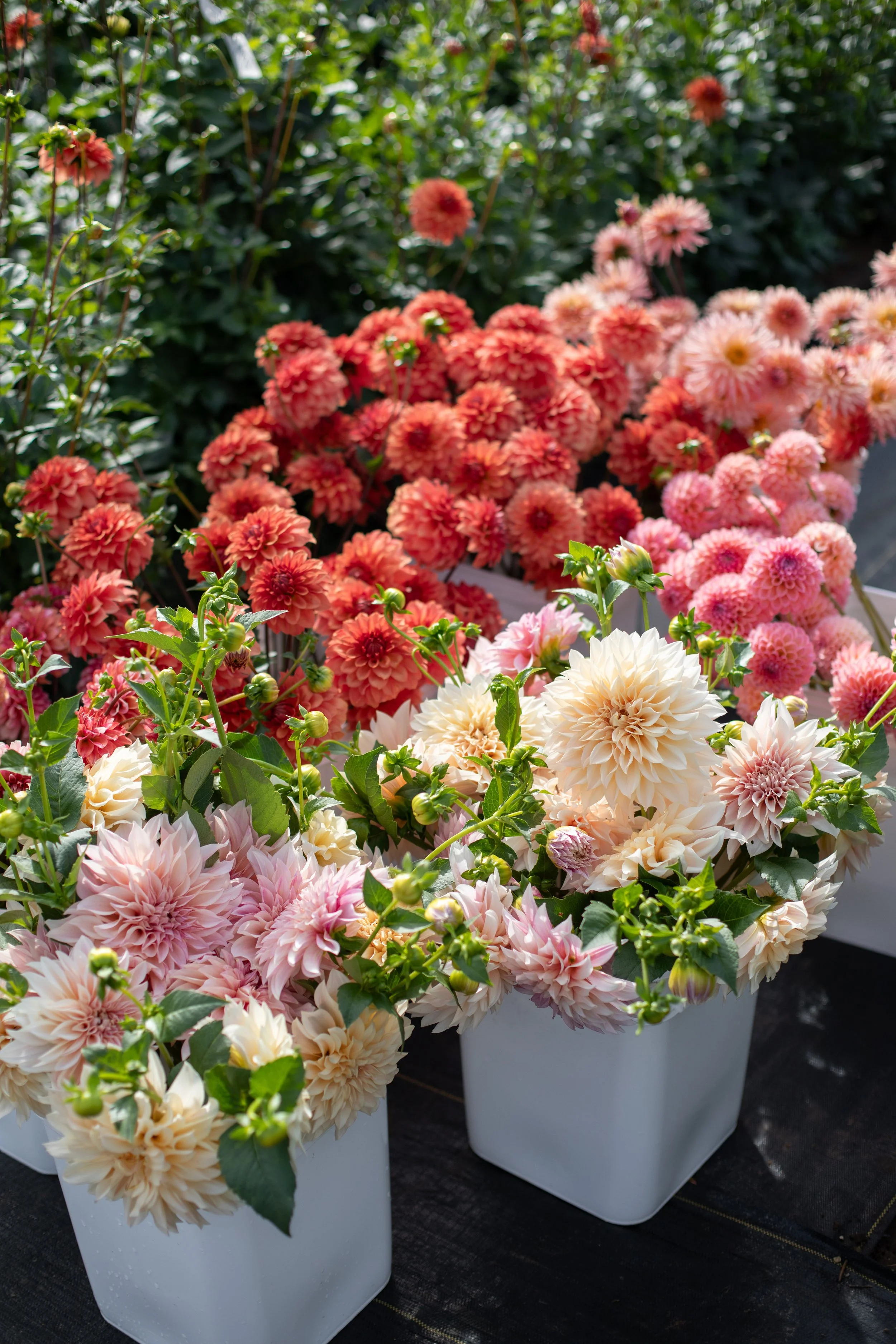 Dahlia-Buckets_Save-for-Web.jpg