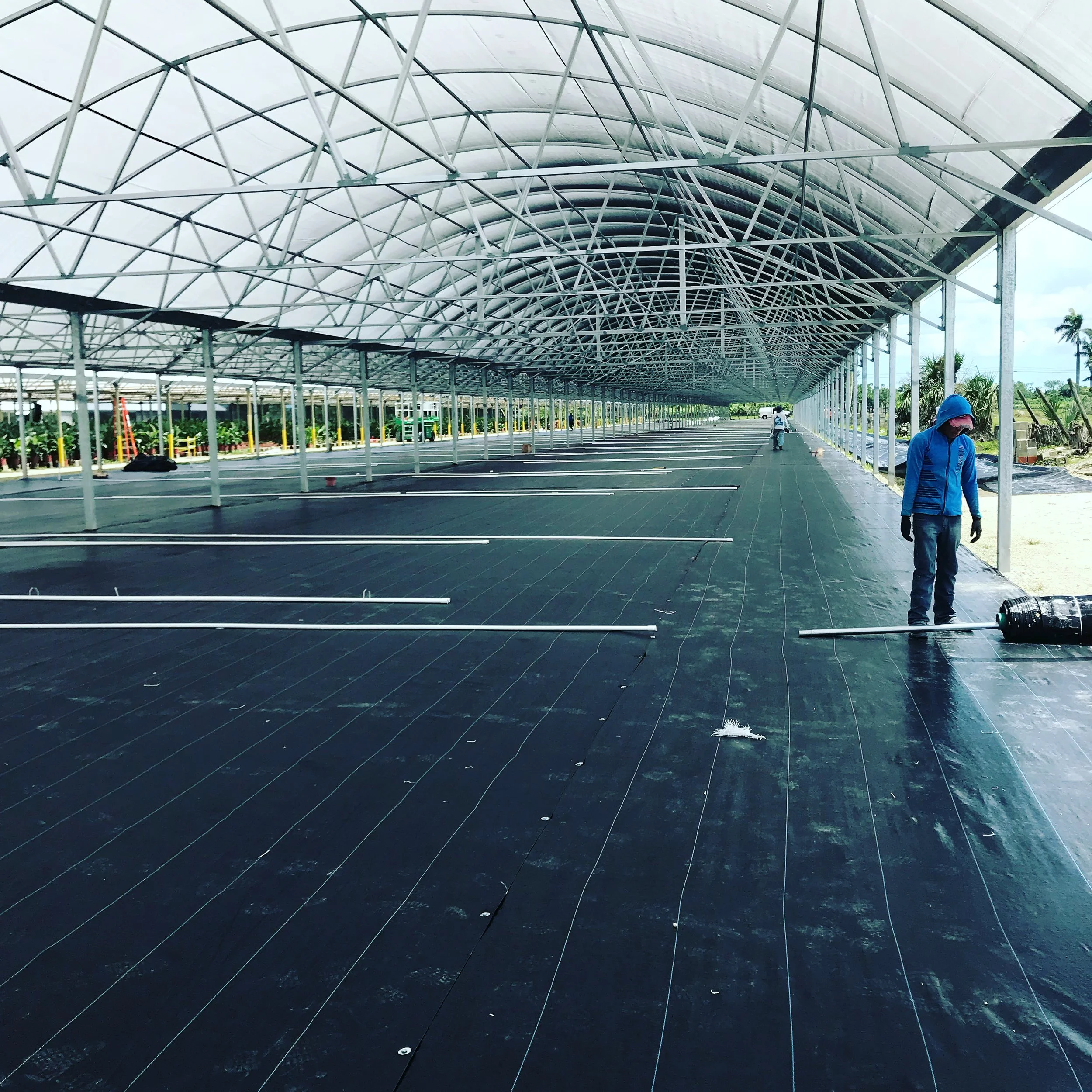 Workers installing a large greenhouse with a high arched roof and black flooring, surrounded by greenery and trees.