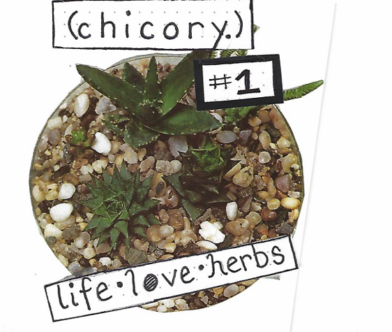 A potted succulent plant labeled 'chicory' with a sign that says '#1' and another label reading 'life.love.herbs' with a background of small rocks and soil.