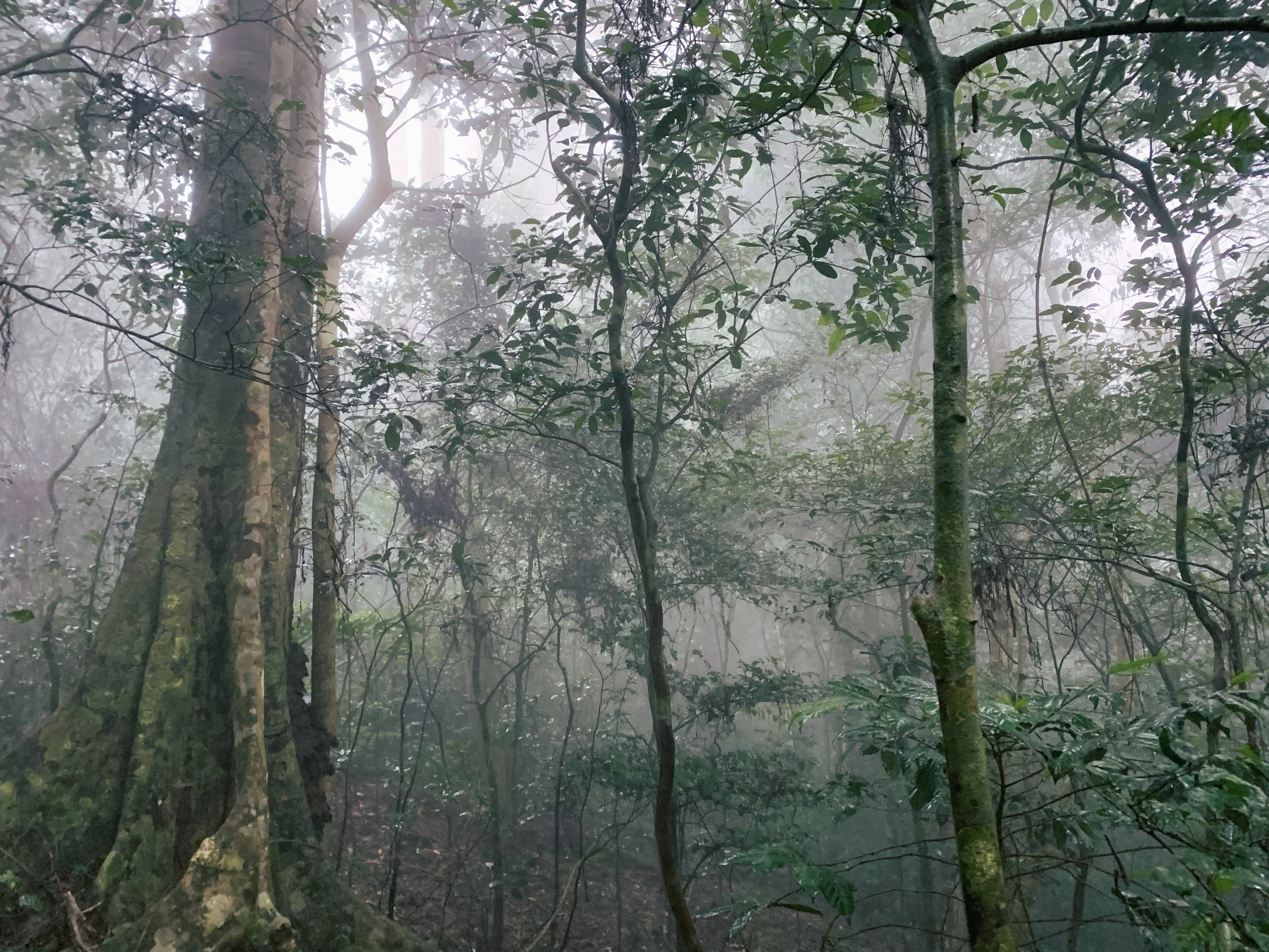 forest_mist (1).jpg