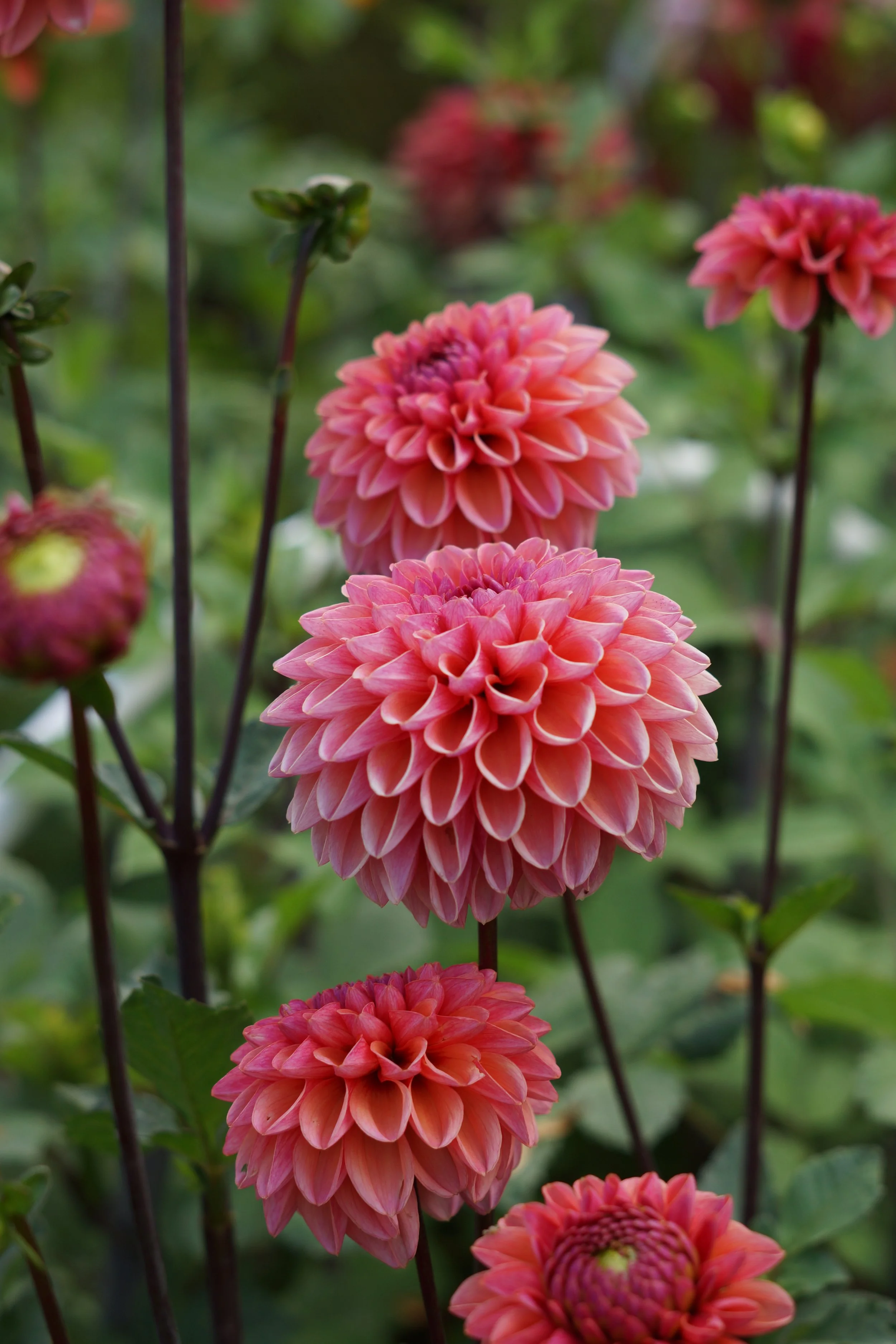 Mother's Day Pop-Up / Local Dahlia Tuber Pick-Up