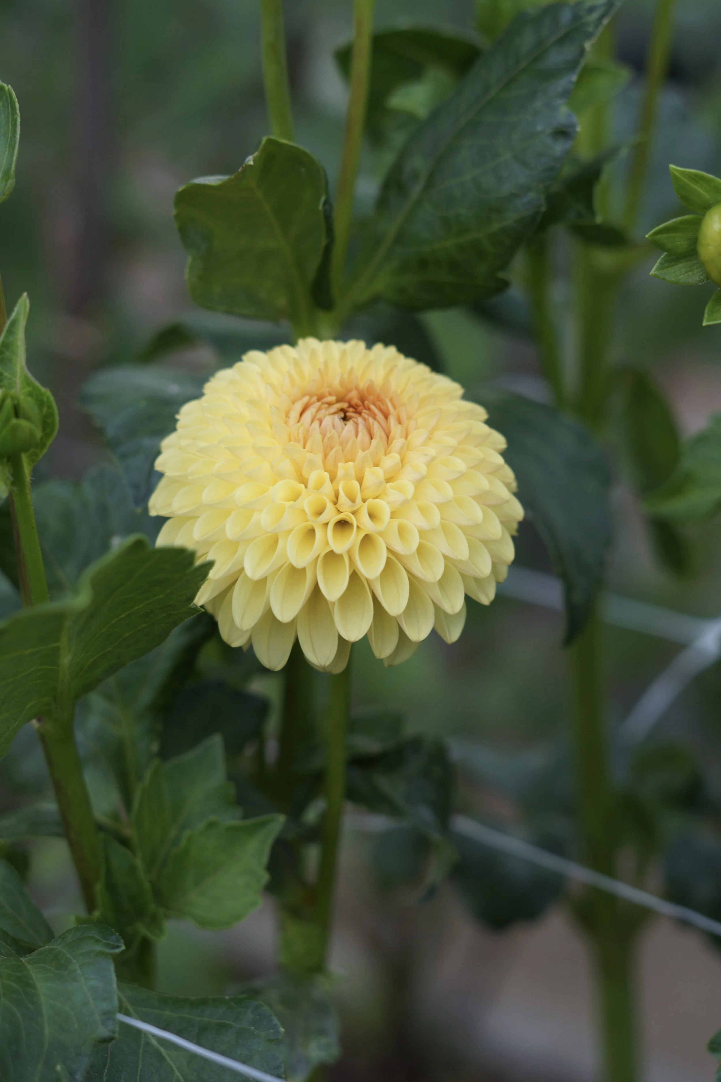 Hollyhill Golden Boy