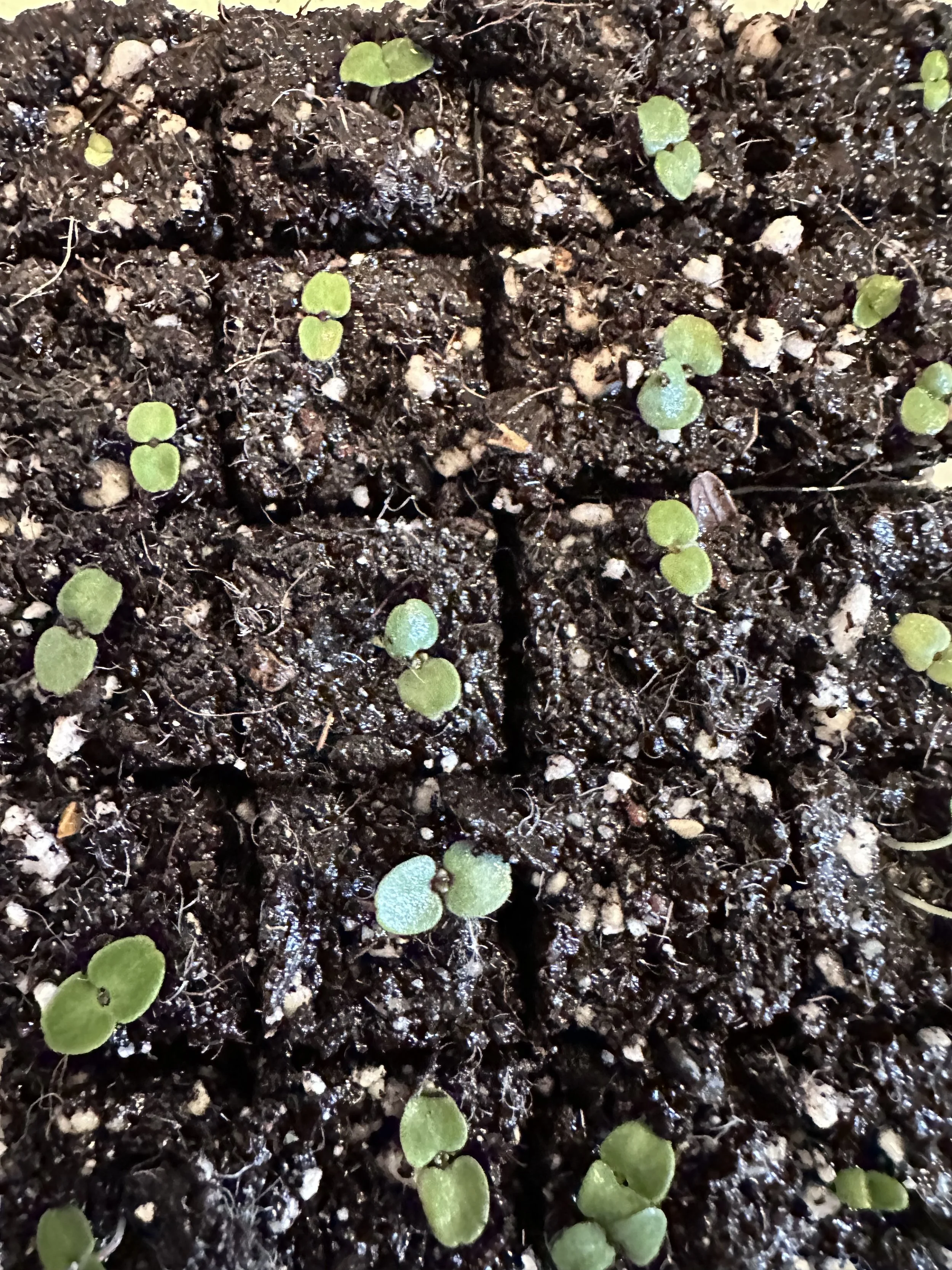 Soil blocks with small, green seedlings started