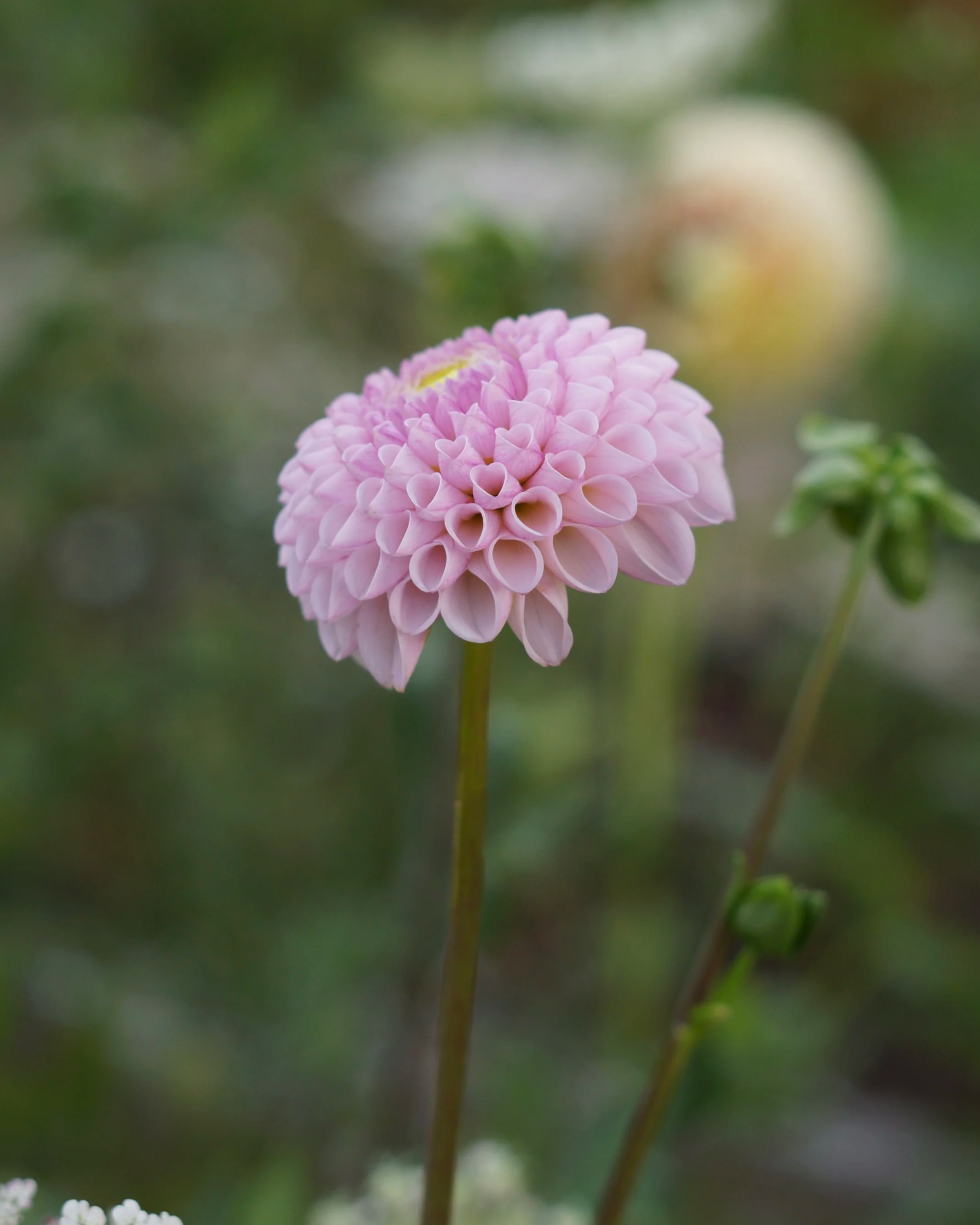 DSC02336.png