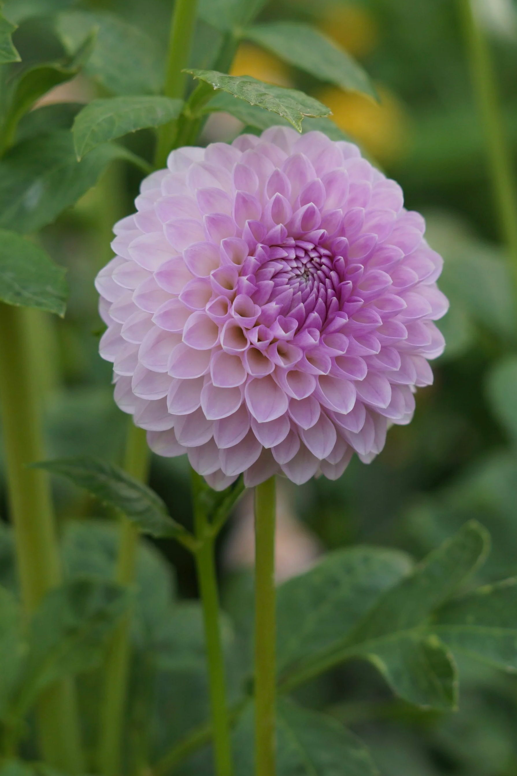DSC02391.png