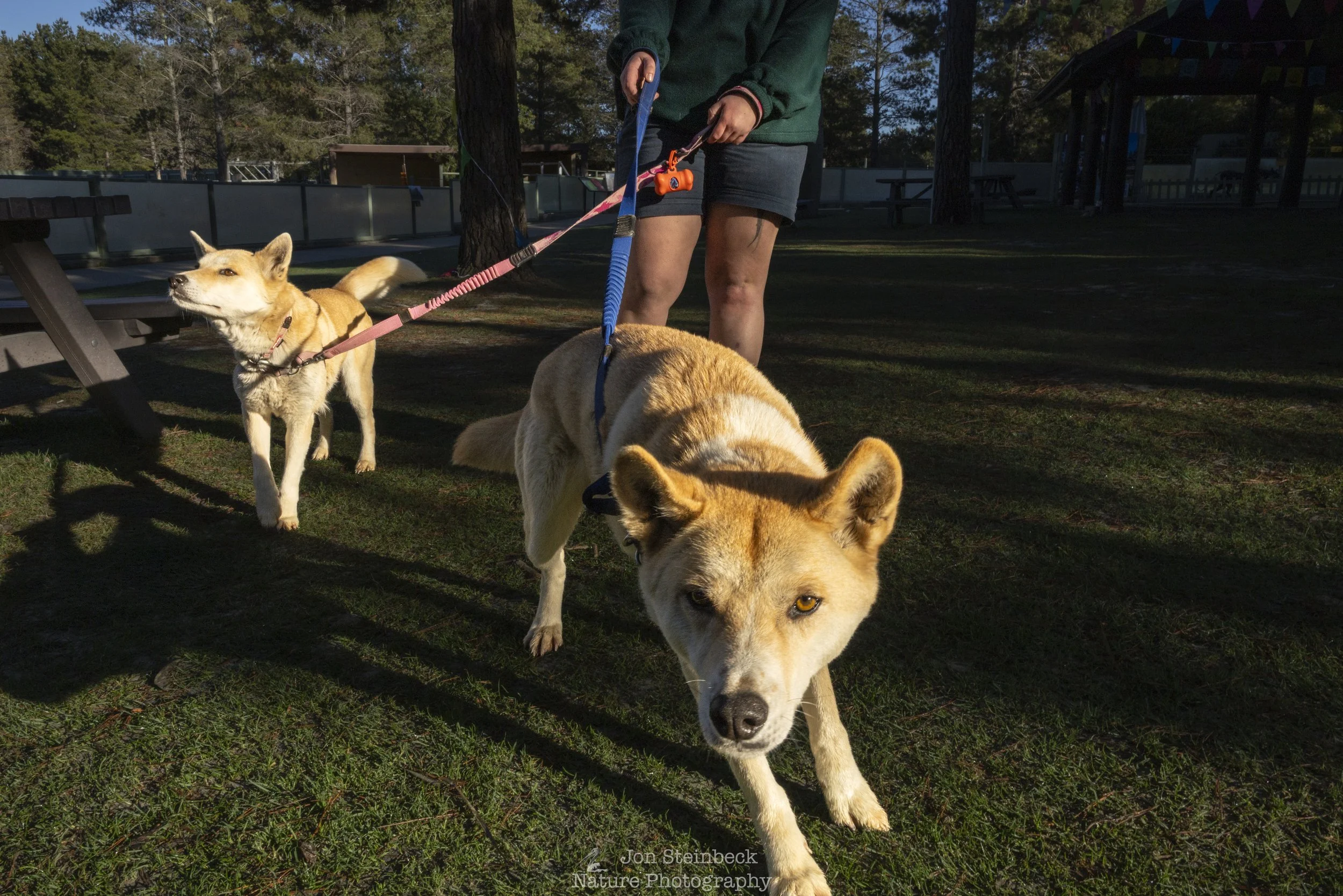 Photographing Alpine Dingoes at the National Zoo