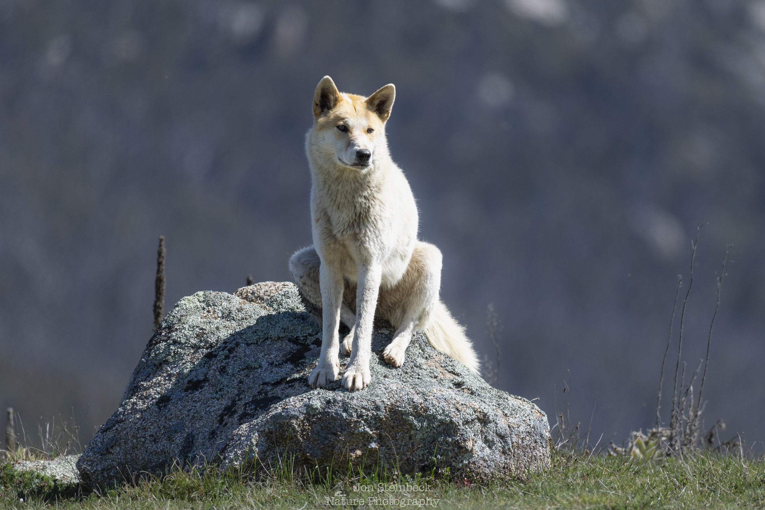 Alpine Dingo sentinel