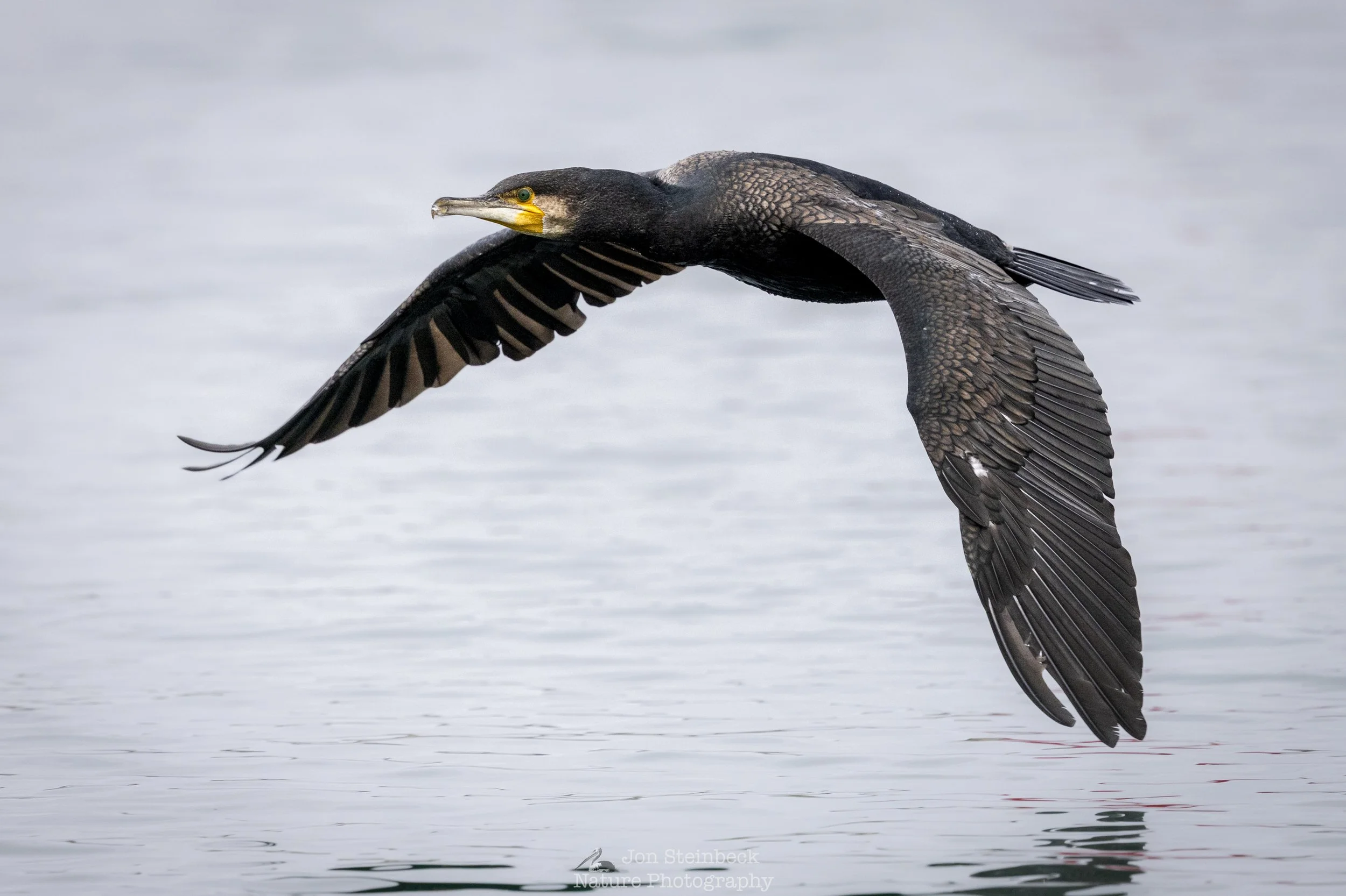 The Beauty of Birds in Flight