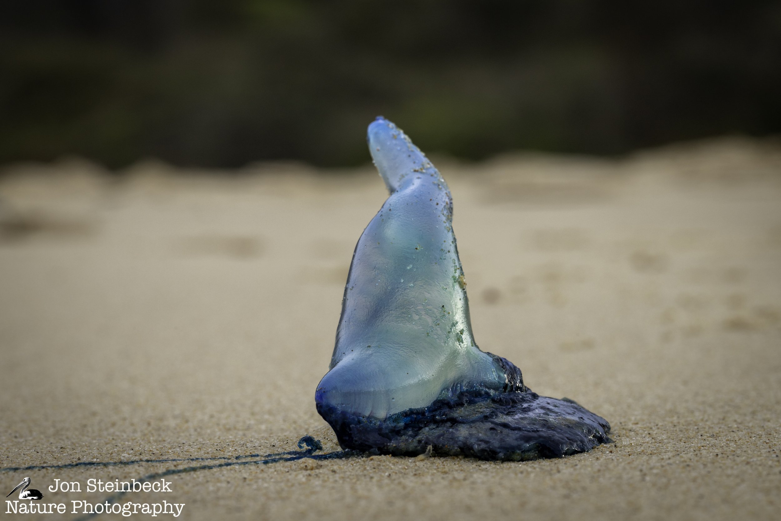 Bluebottle washed ashore