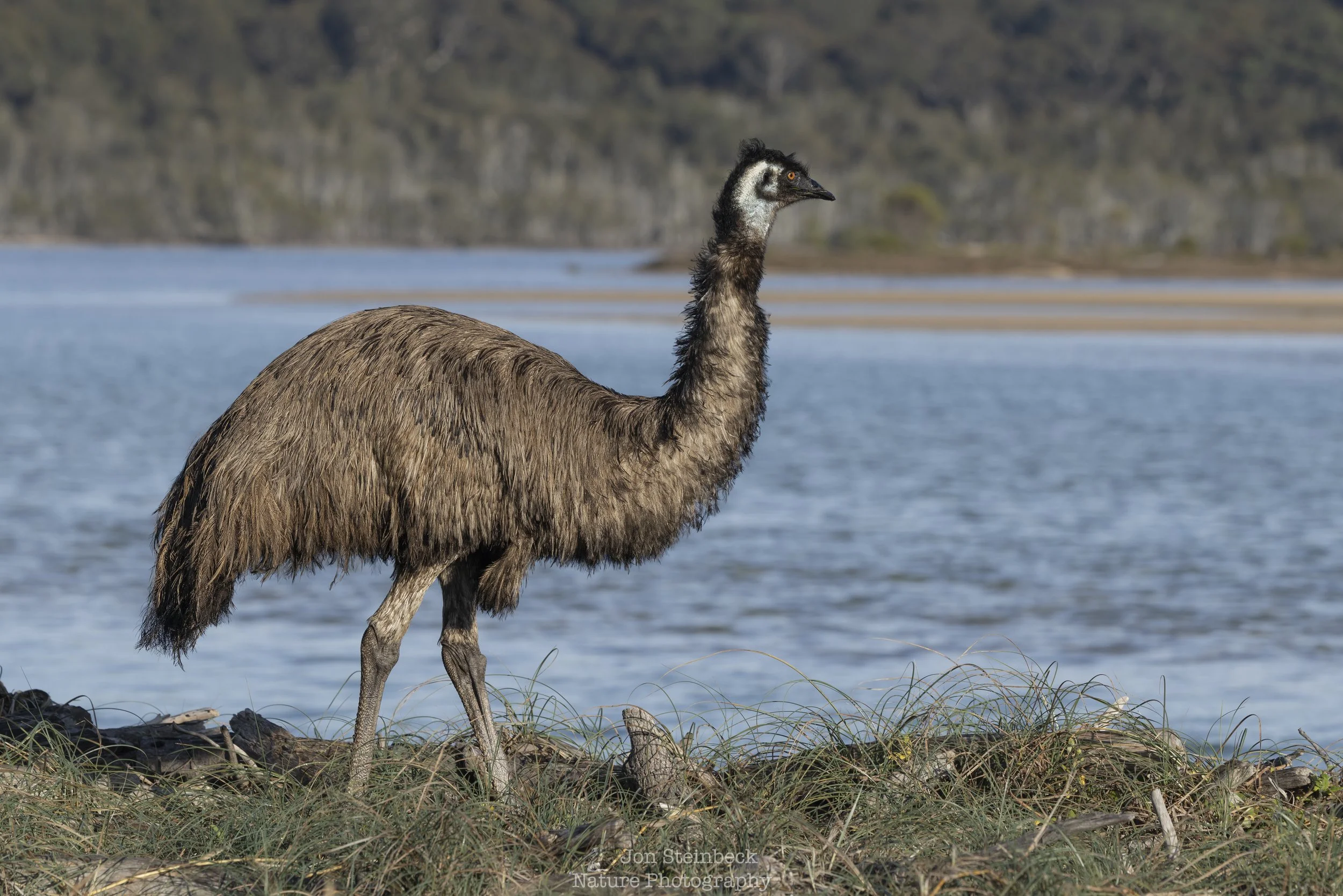 Back photographing emus in Eurobodalla