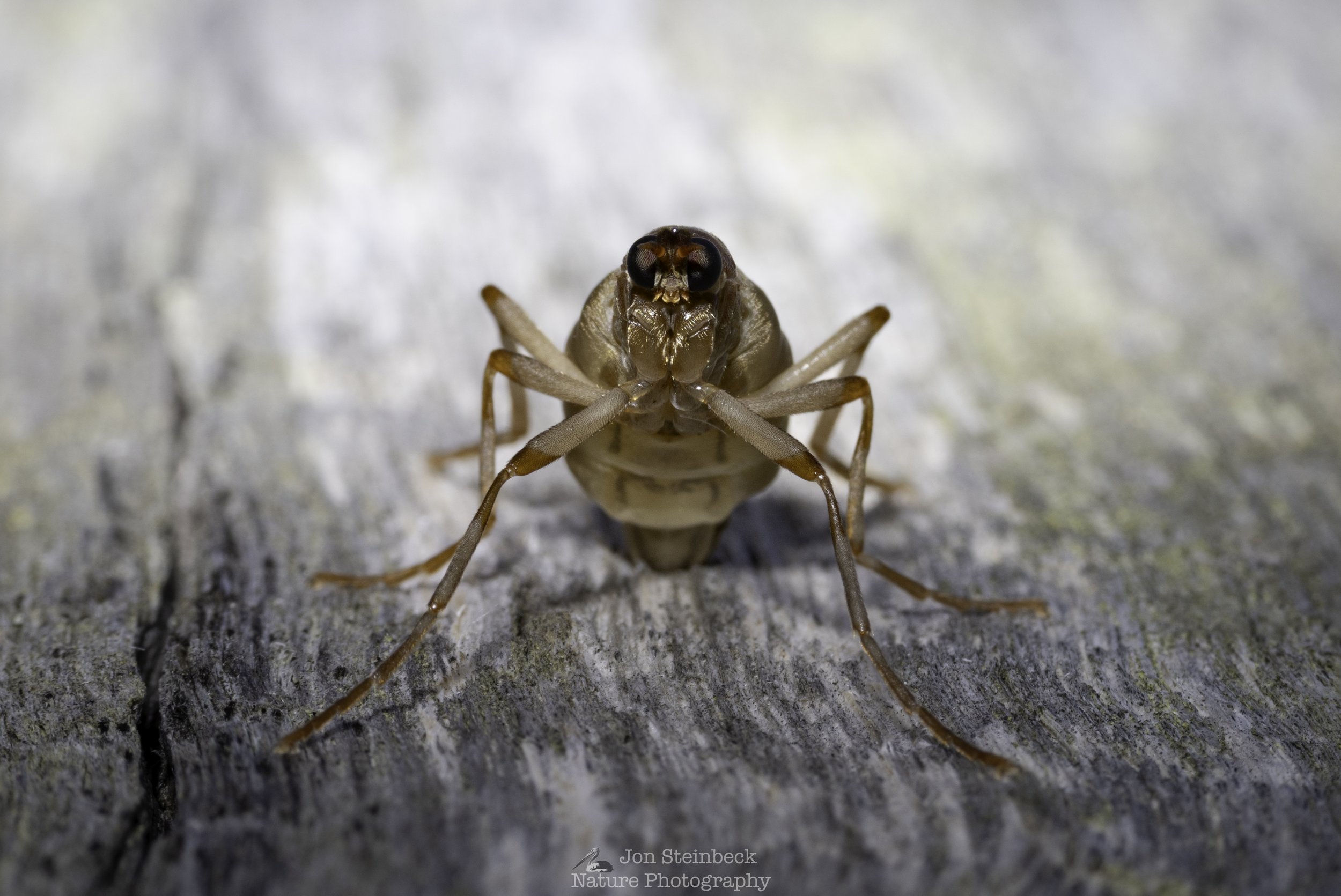 A Wingless Soldier Fly helps to show the wonders of nature
