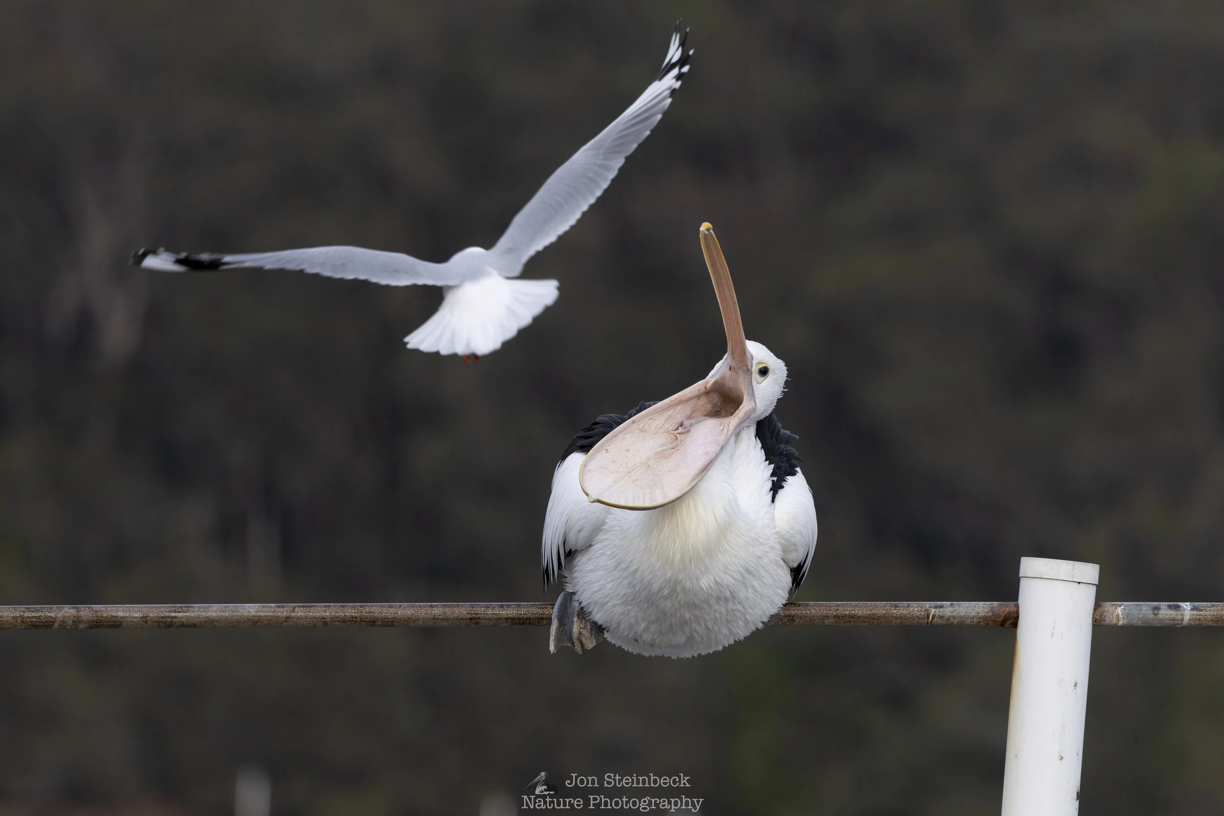 An Australian Pelican angry with a seagull