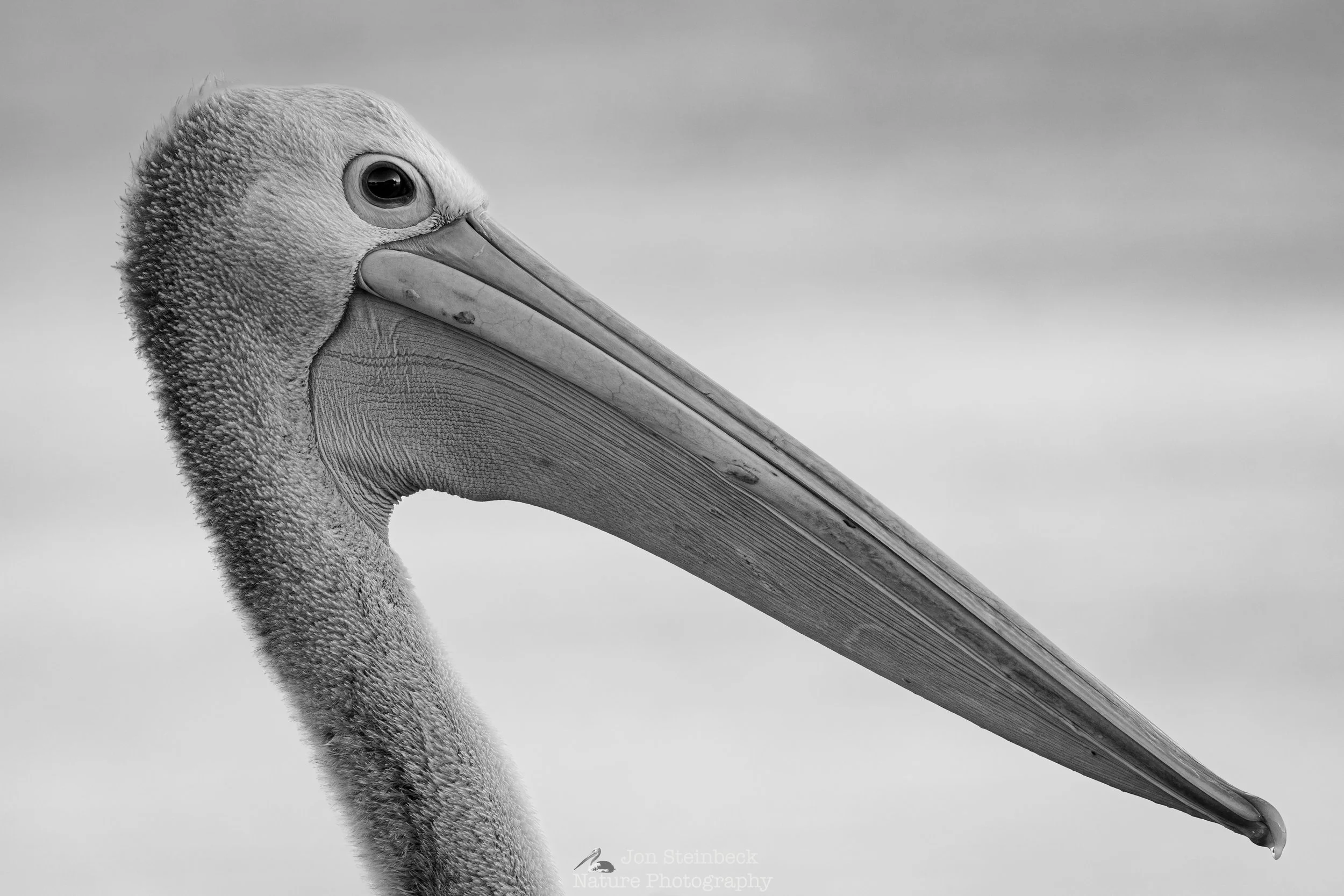 Two of my photographs were Commended in the Mono Awards