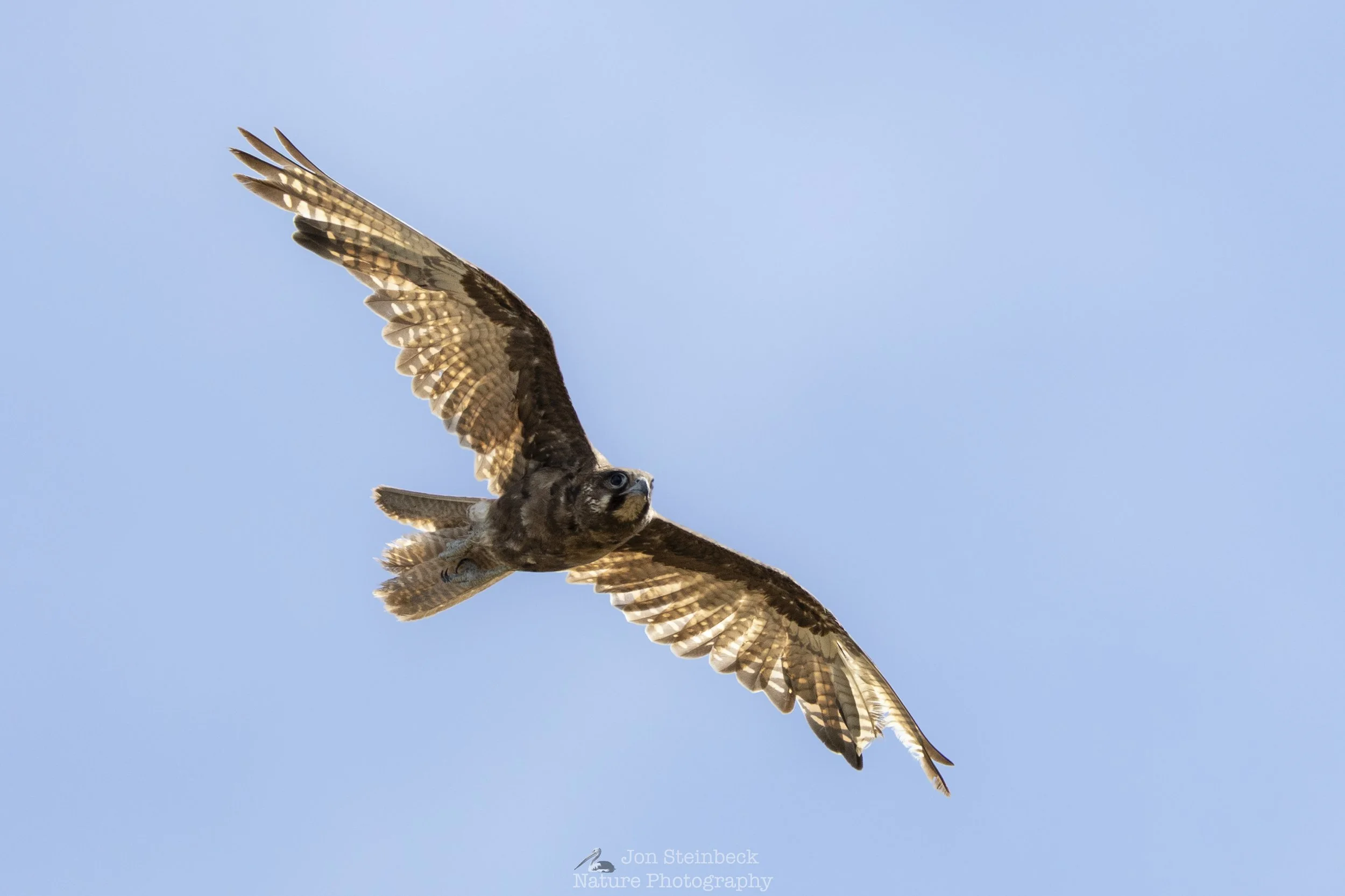 A soaring Brown Falcon