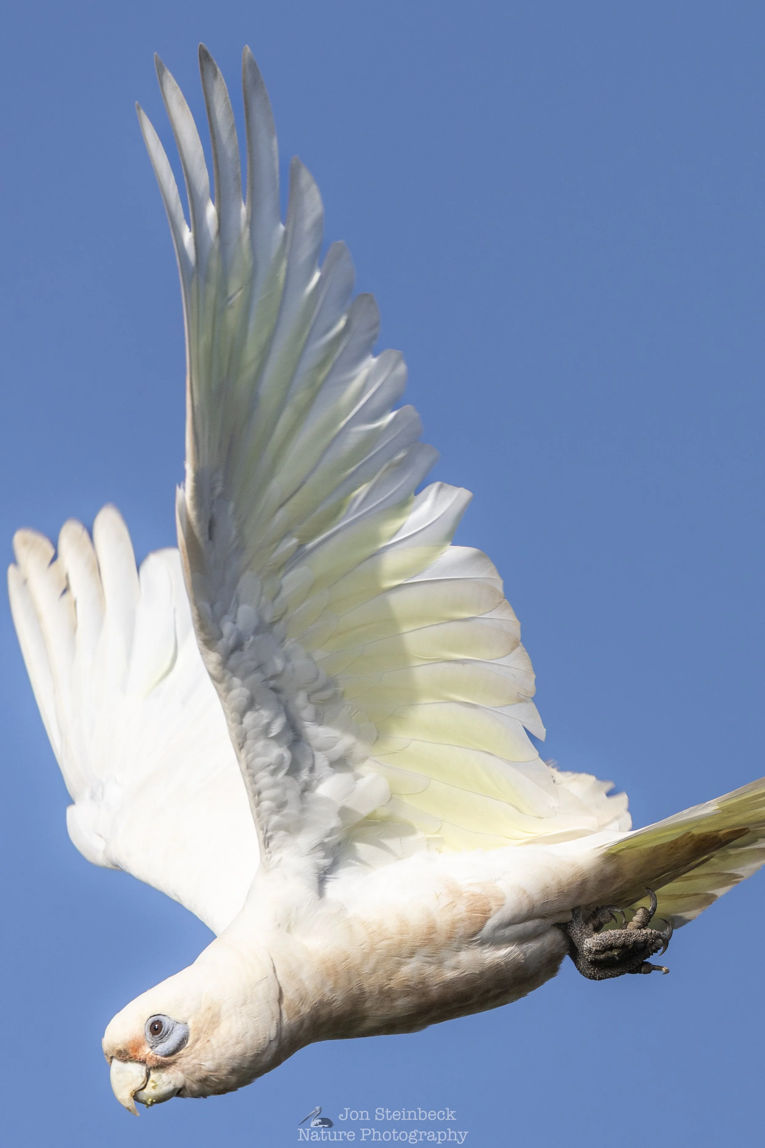 Little Corella taking flight