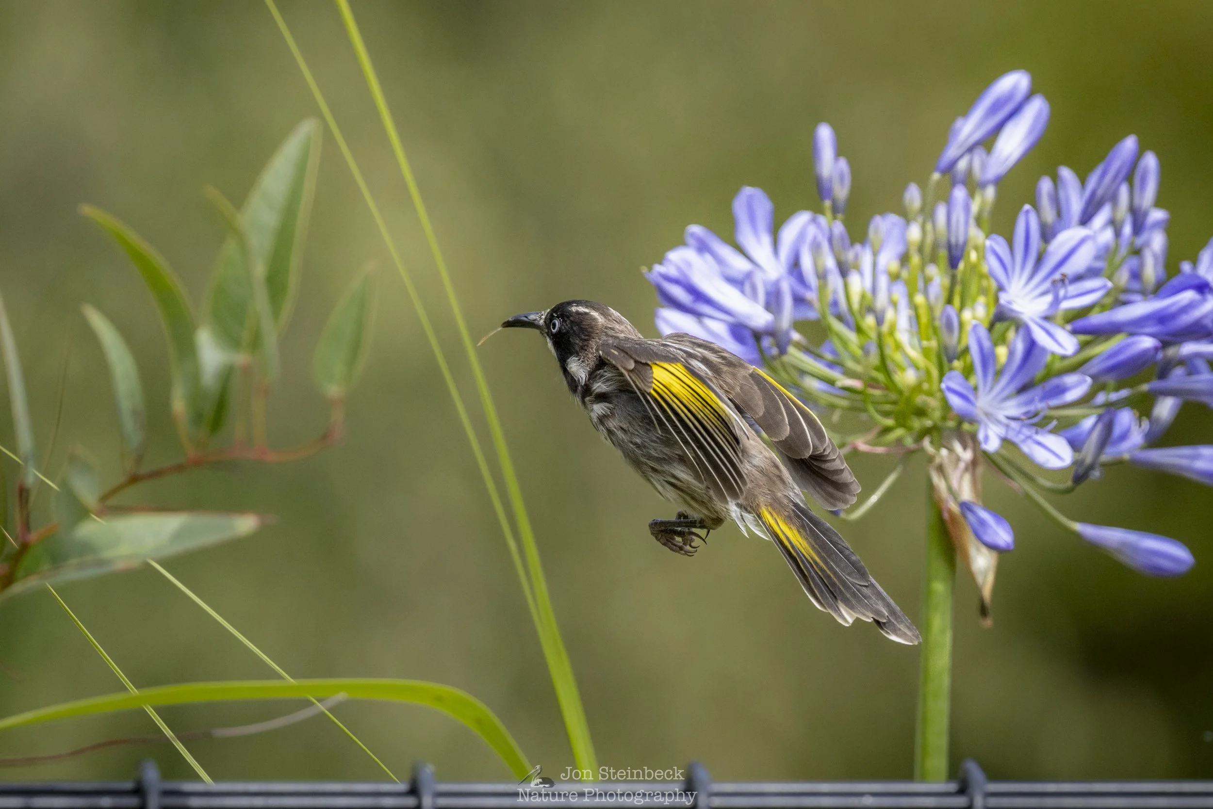 New Holland Honeyeater jumping with joy