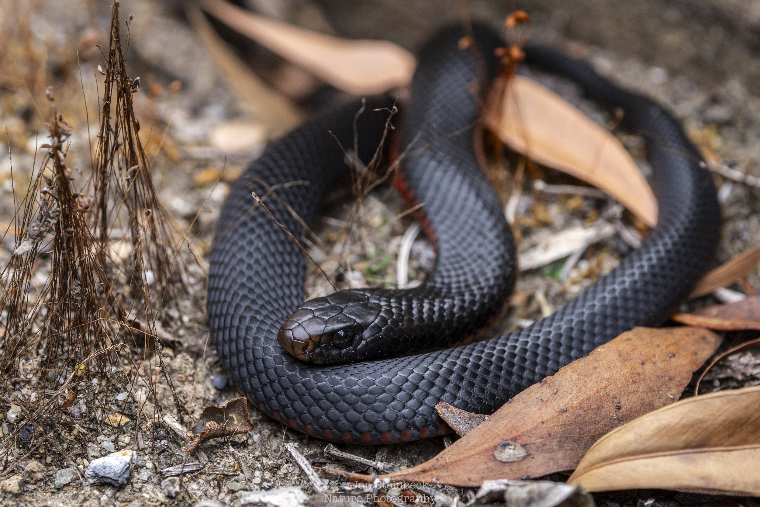 Red-bellied Black Snakes are beautiful looking creatures