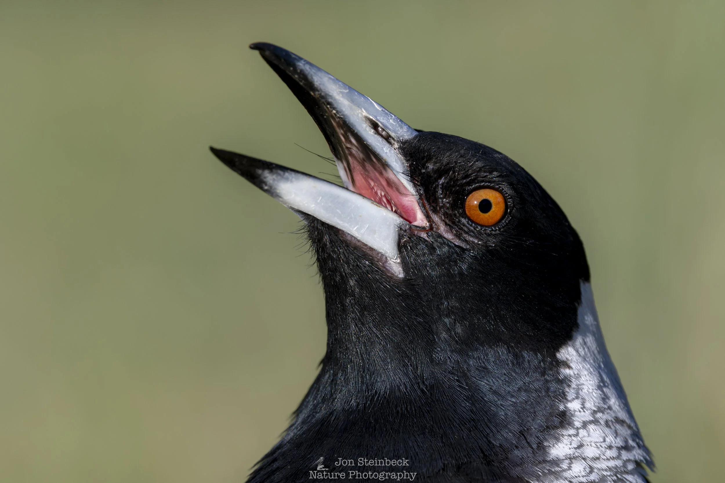 An Australian Magpie calling