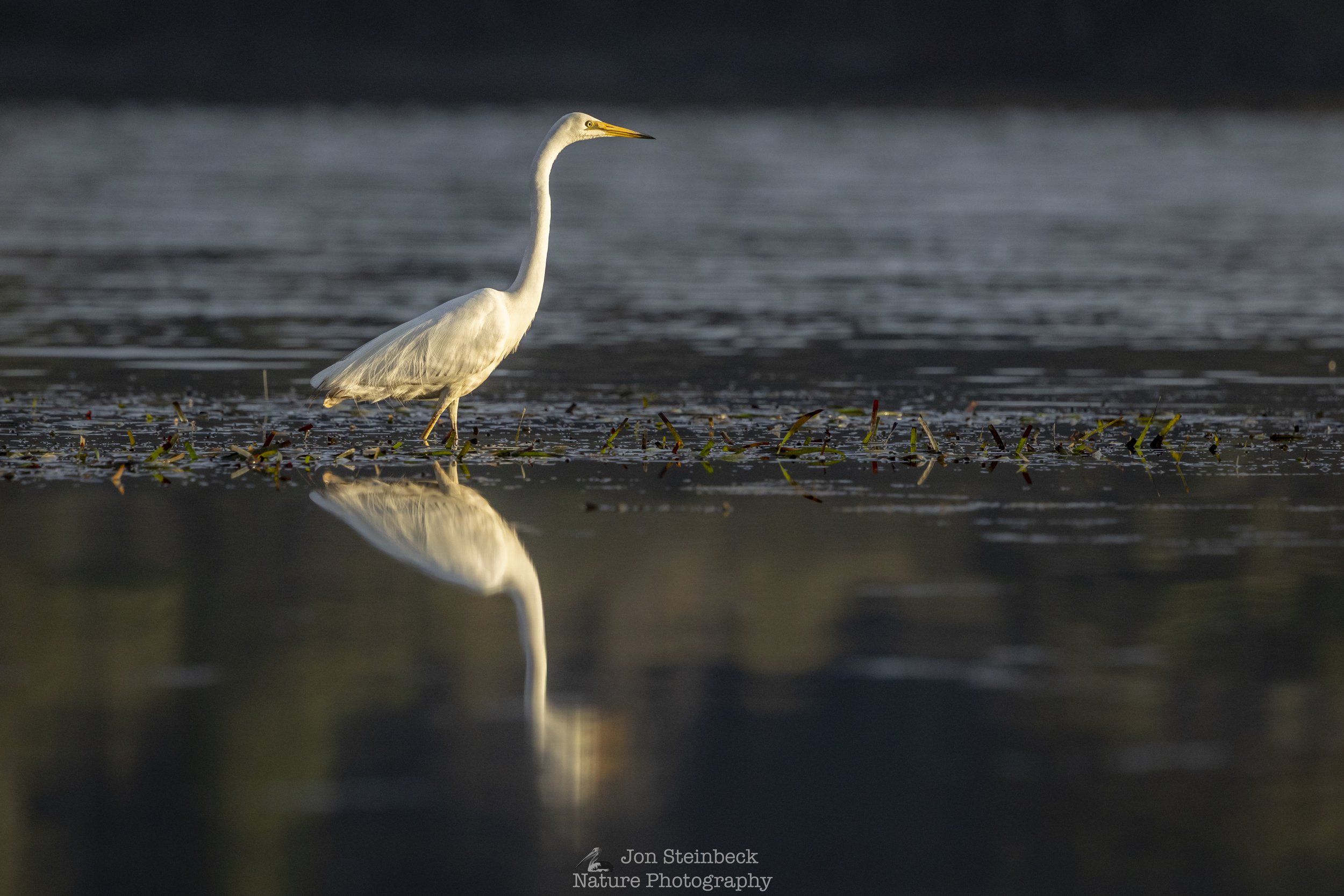 Beautiful light on a Great Egret