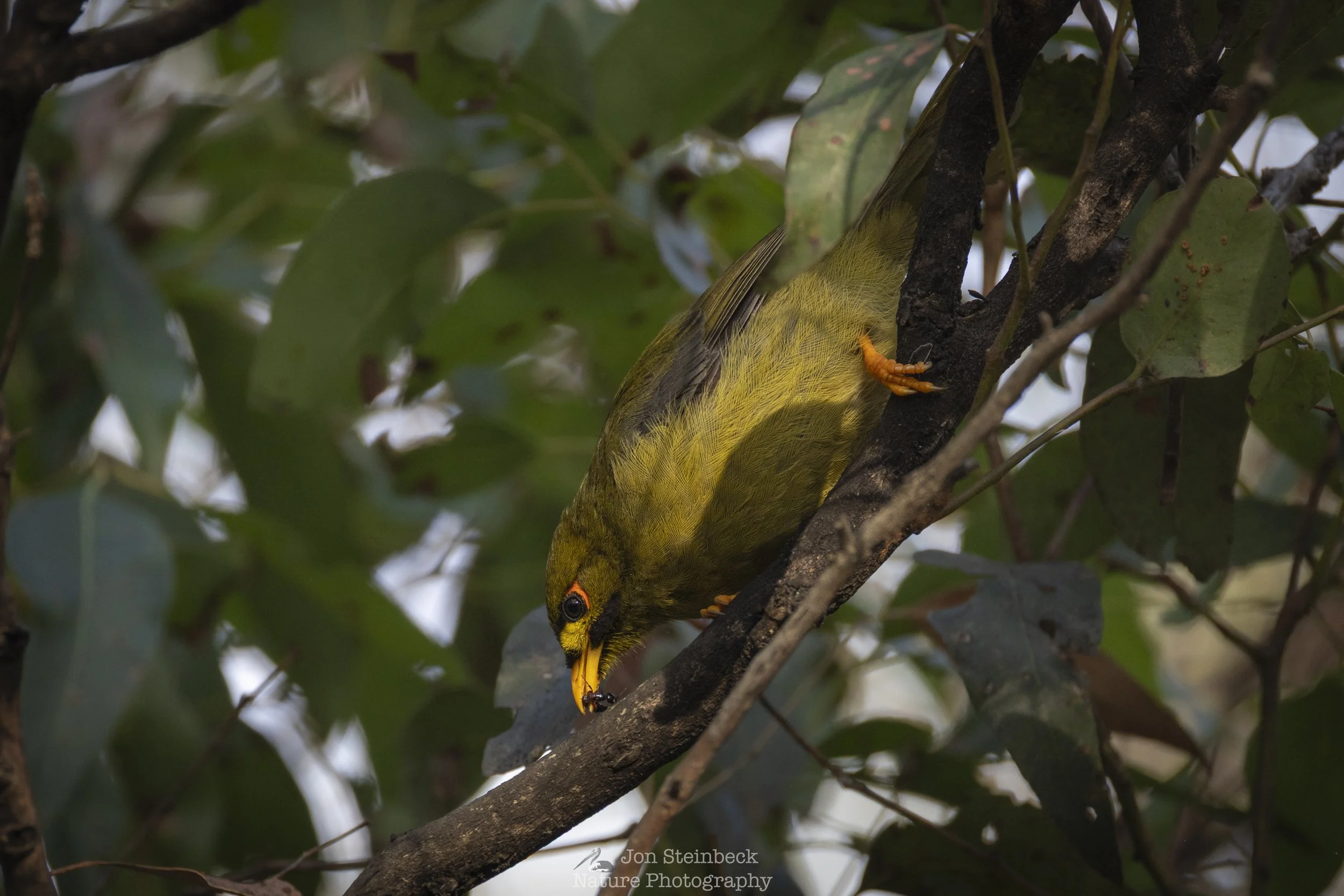 Bell Miner feeding on an ant