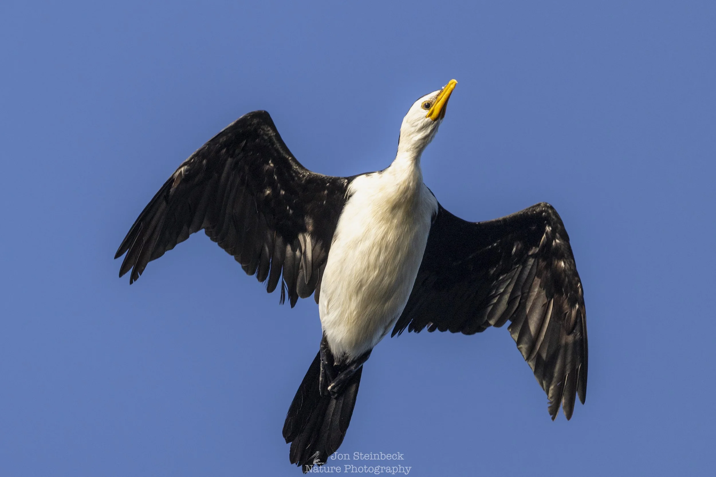 This Little Pied Cormorant was looking at me