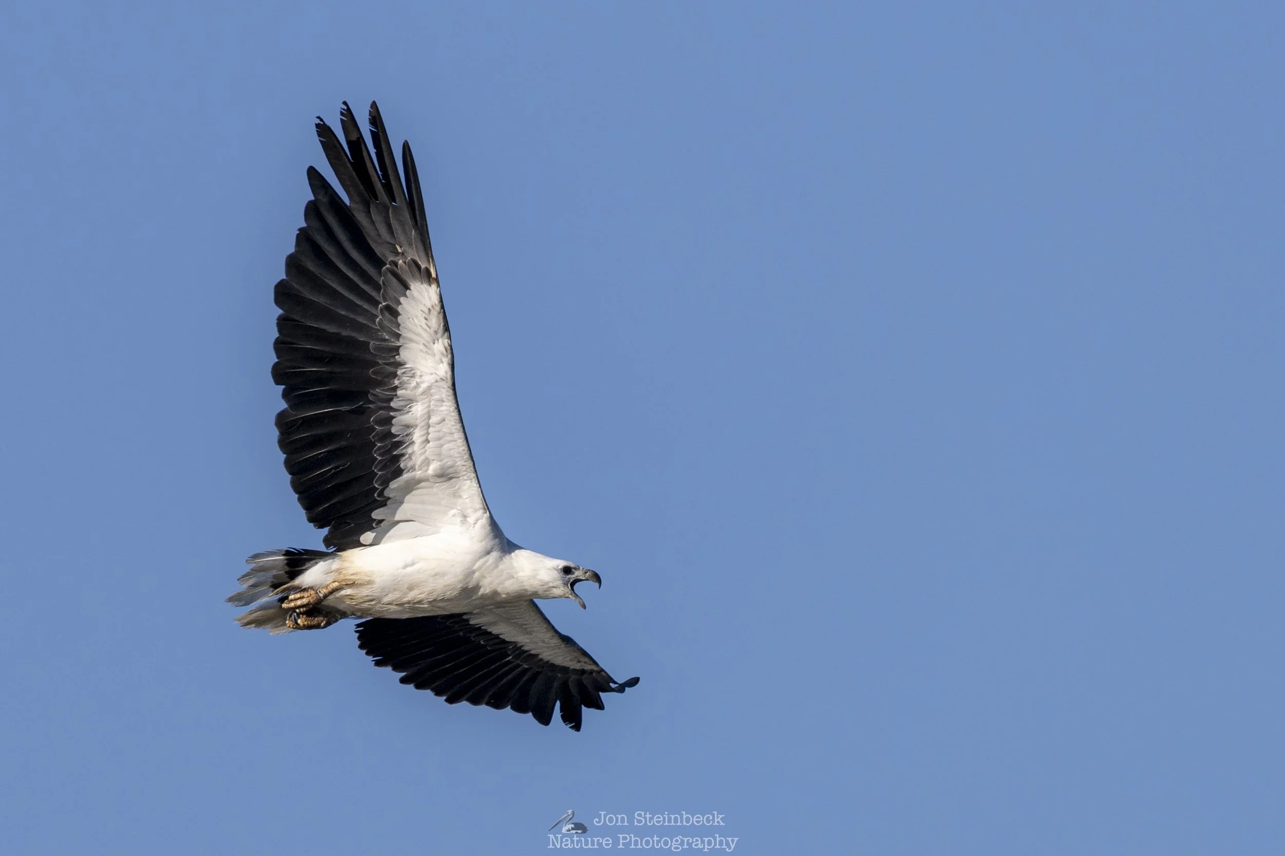 White-bellied Sea-eagle flying overhead